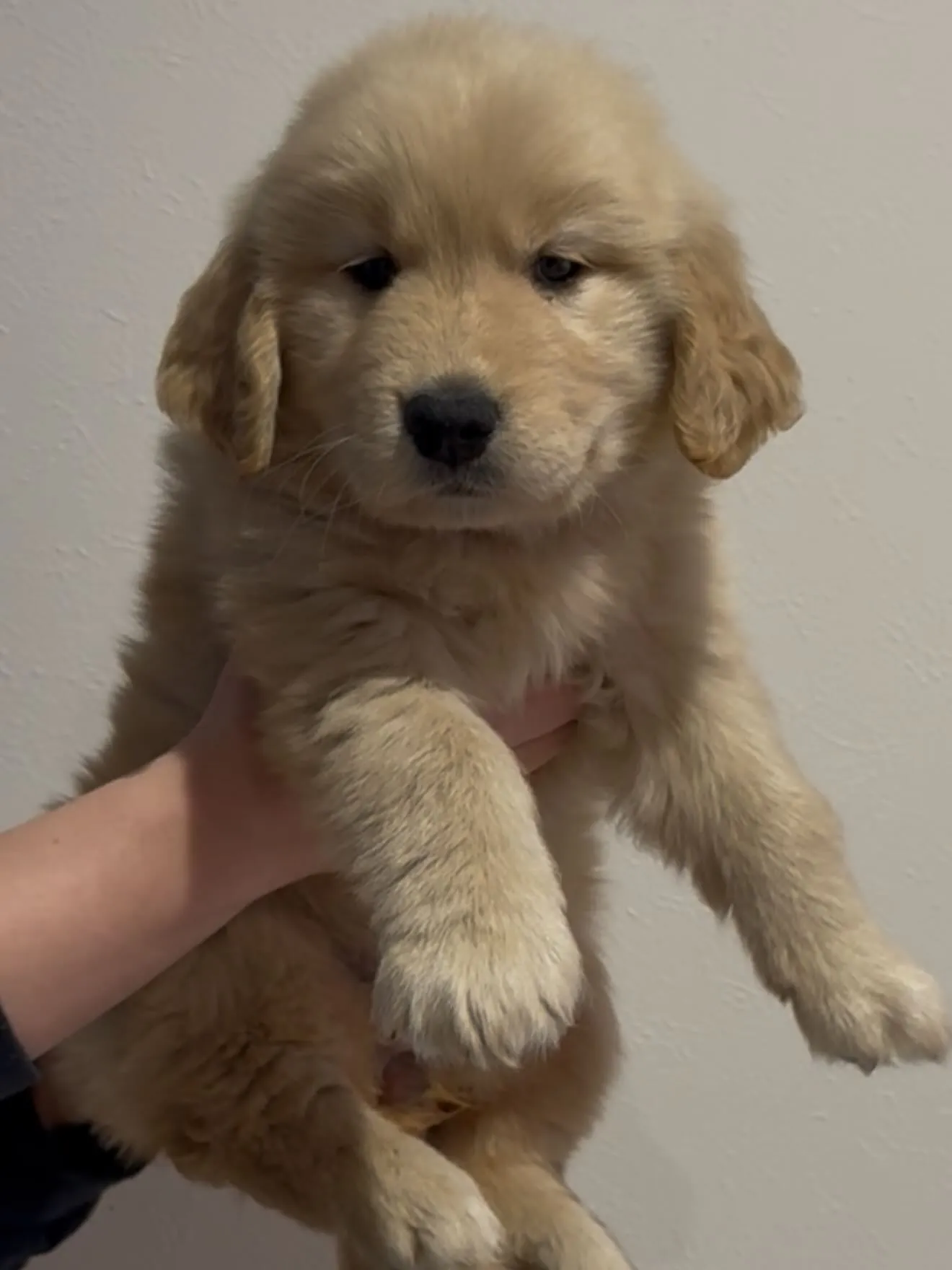 素晴らしいゴールデンレトリバー🐶の女の子です😌