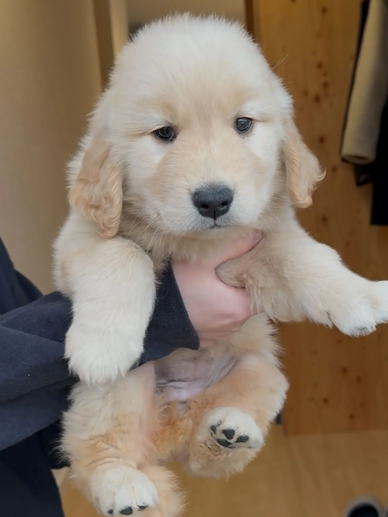 素晴らしいゴールデンレトリバー🐶の女の子です😌