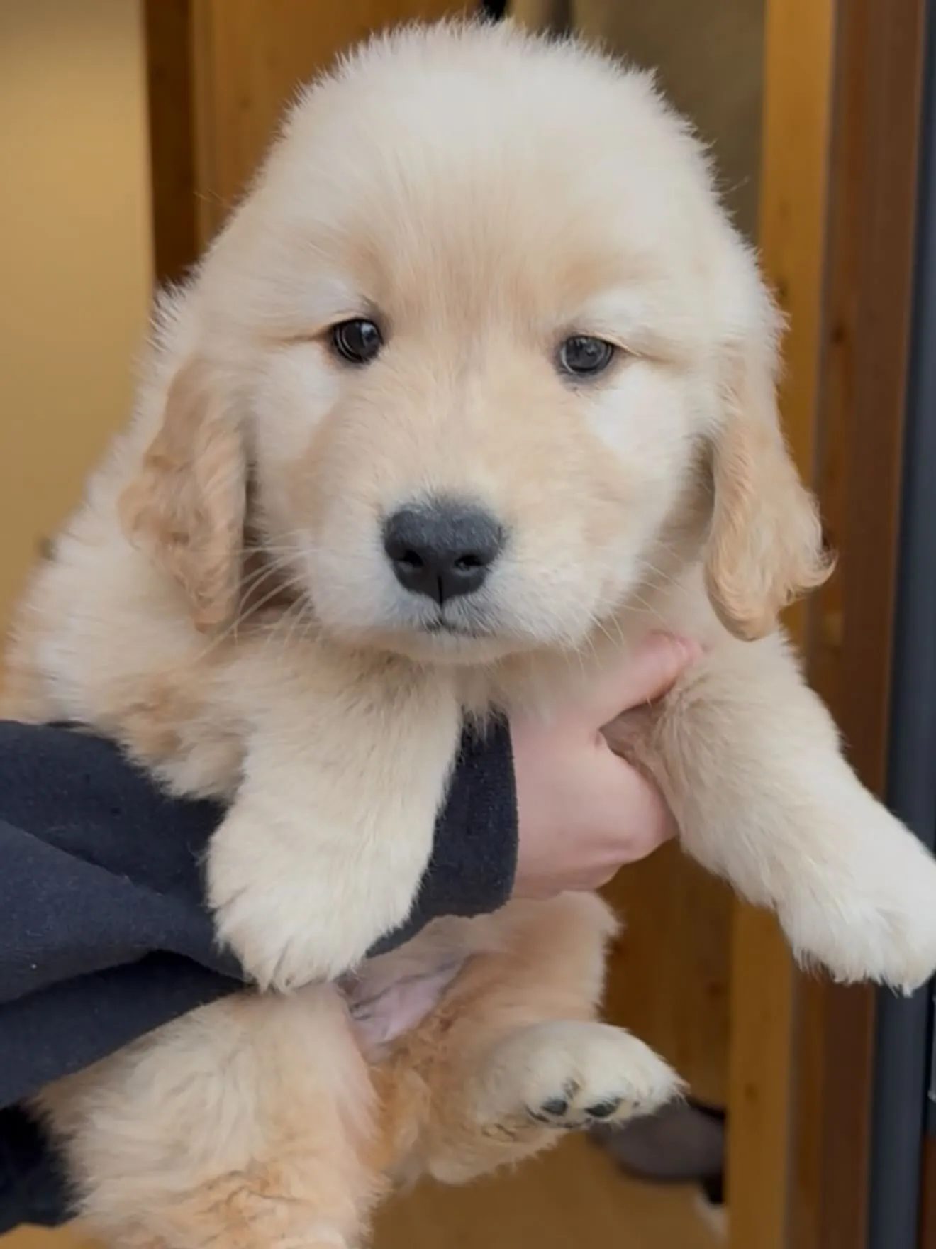 素晴らしいゴールデンレトリバー🐶の女の子です😌