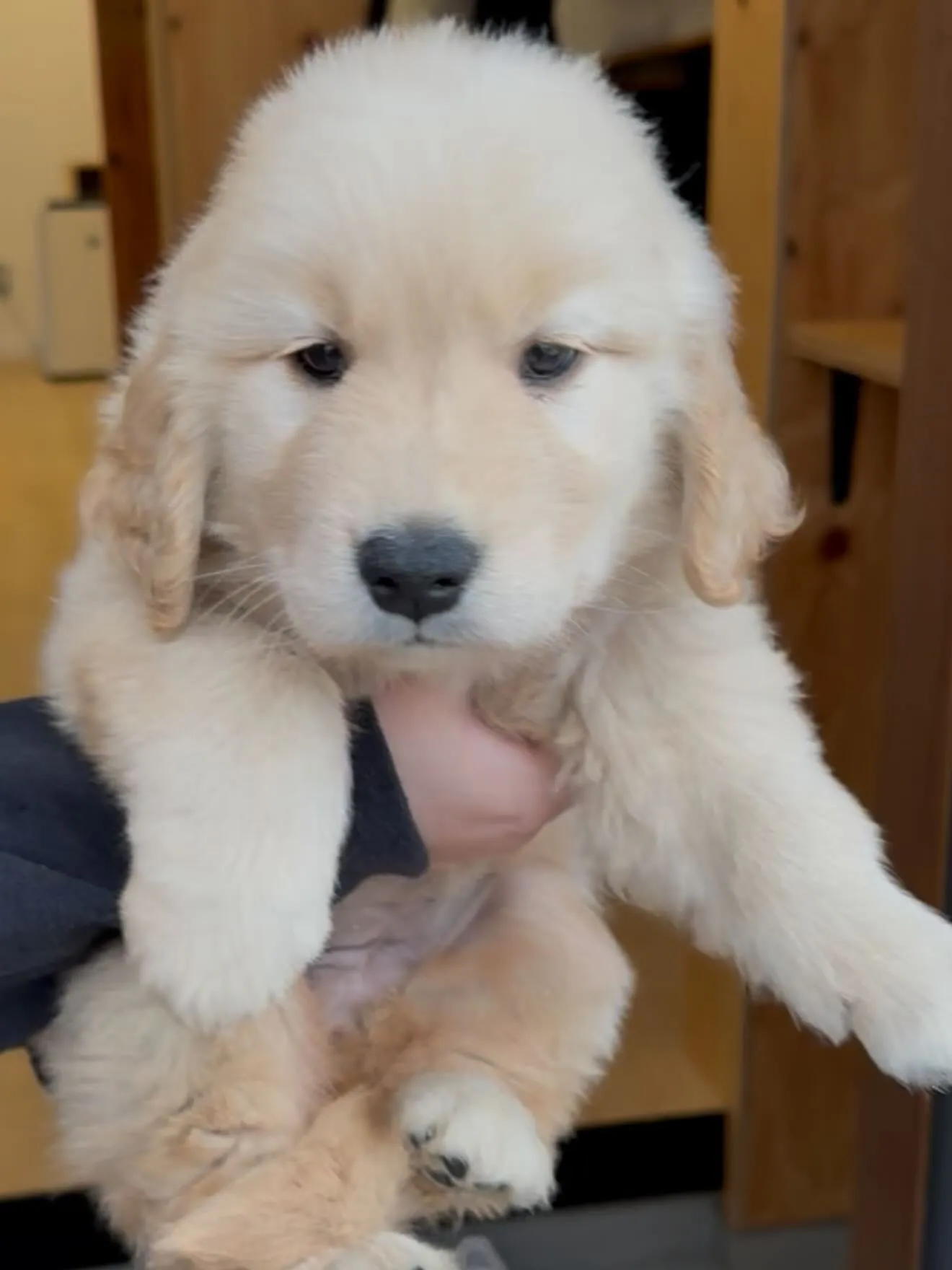 素晴らしいゴールデンレトリバー🐶の女の子です😌