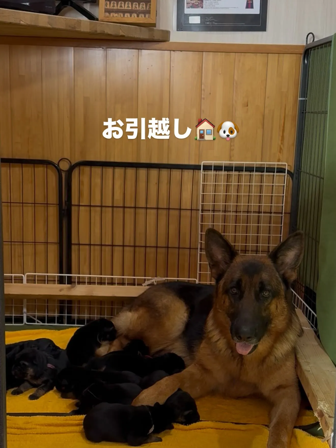 ジャーマンシェパードドッグ🐶