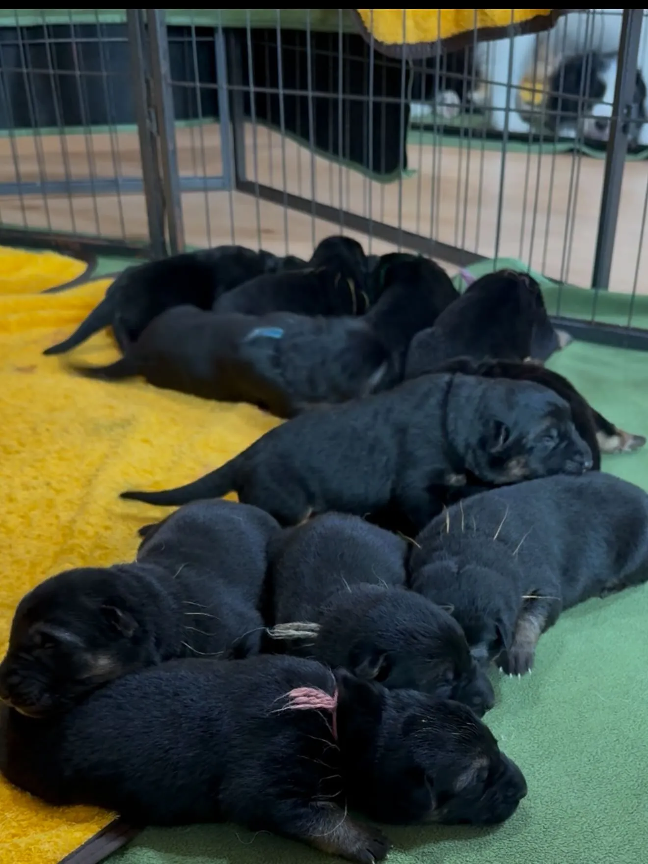 ジャーマンシェパードドッグ🐶