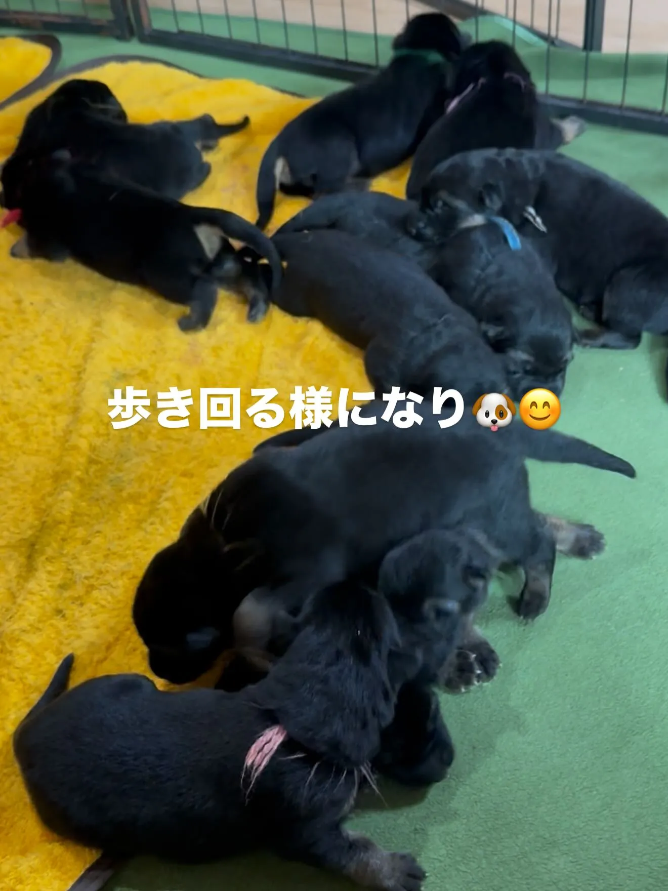 ジャーマンシェパードドッグ🐶