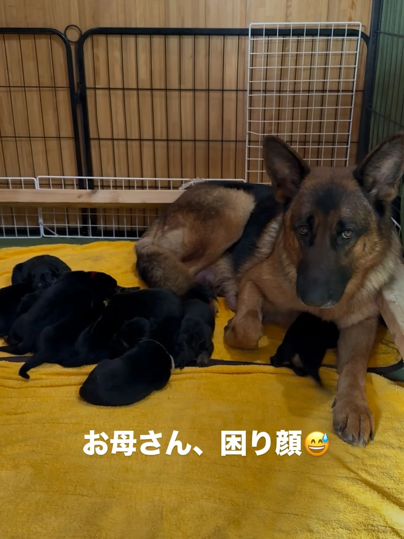 ジャーマンシェパードドッグ🐶