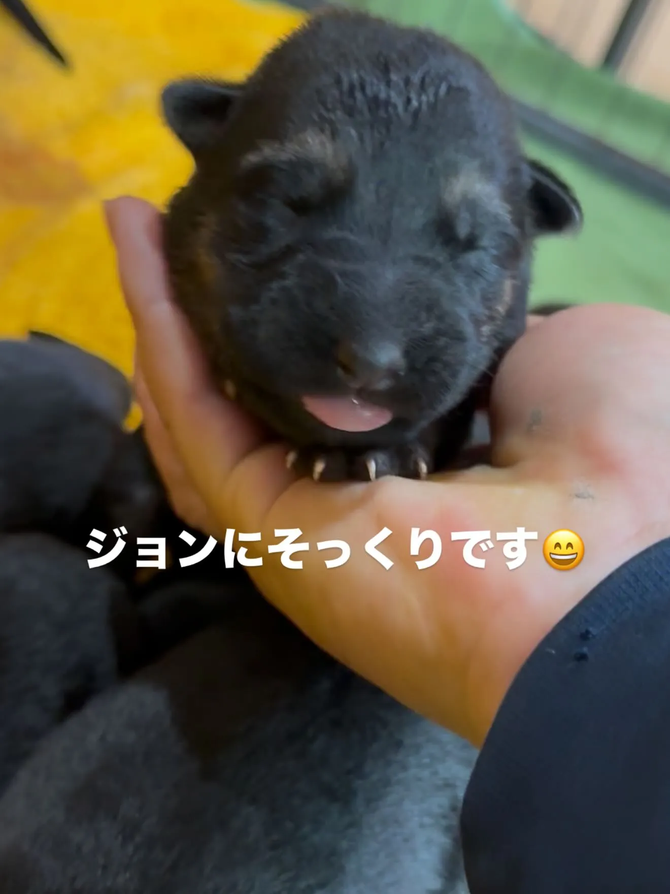 ジャーマンシェパードドッグ🐶