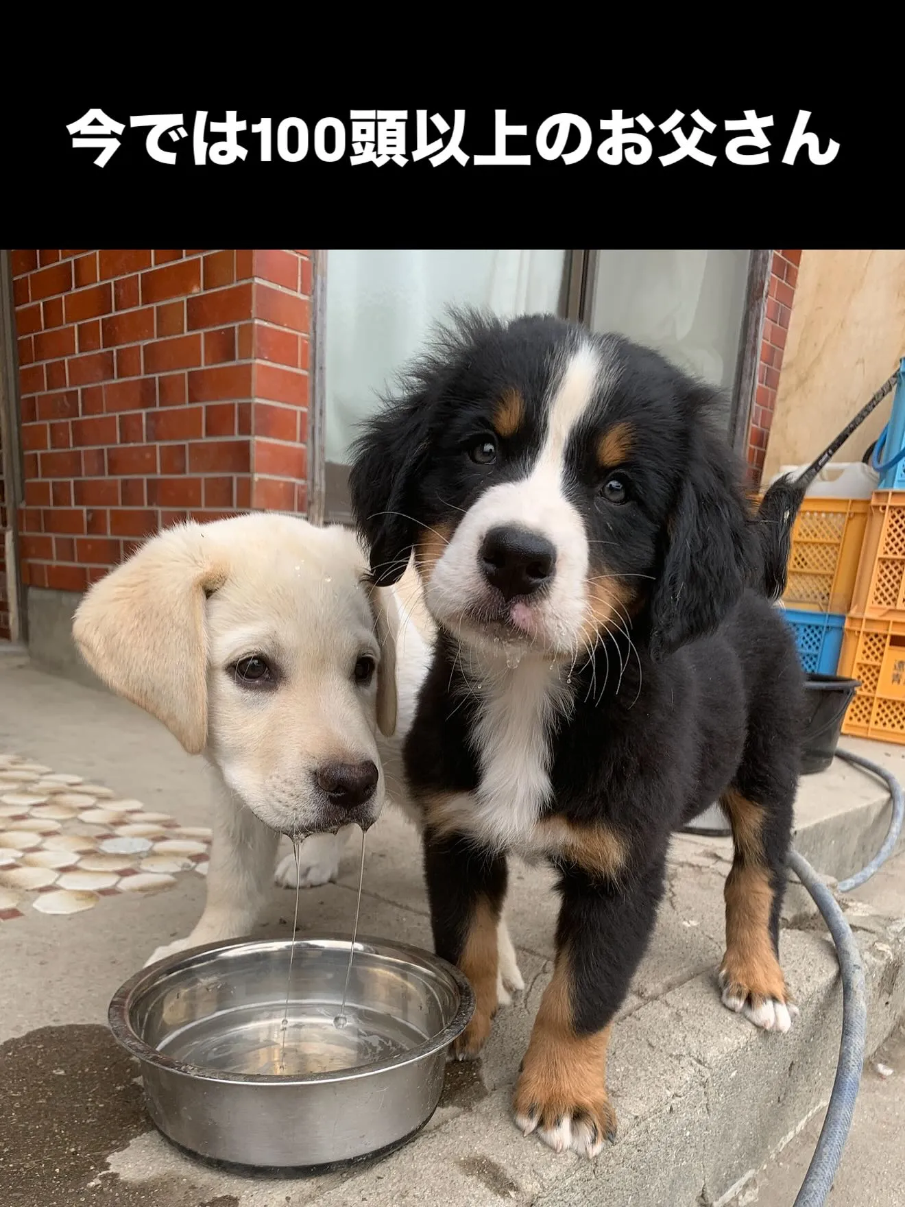 おはようございます🐶