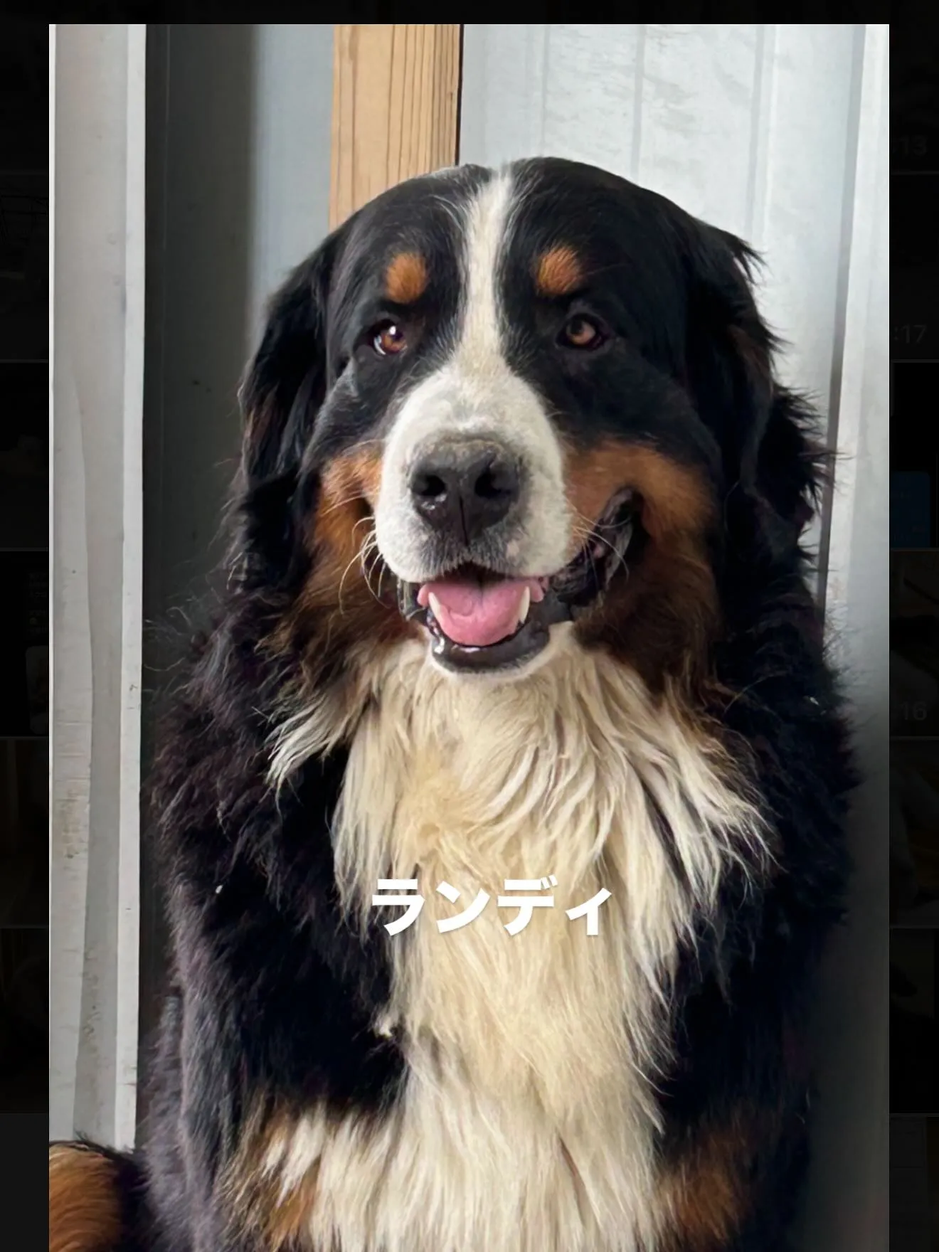 おはようございます🐶