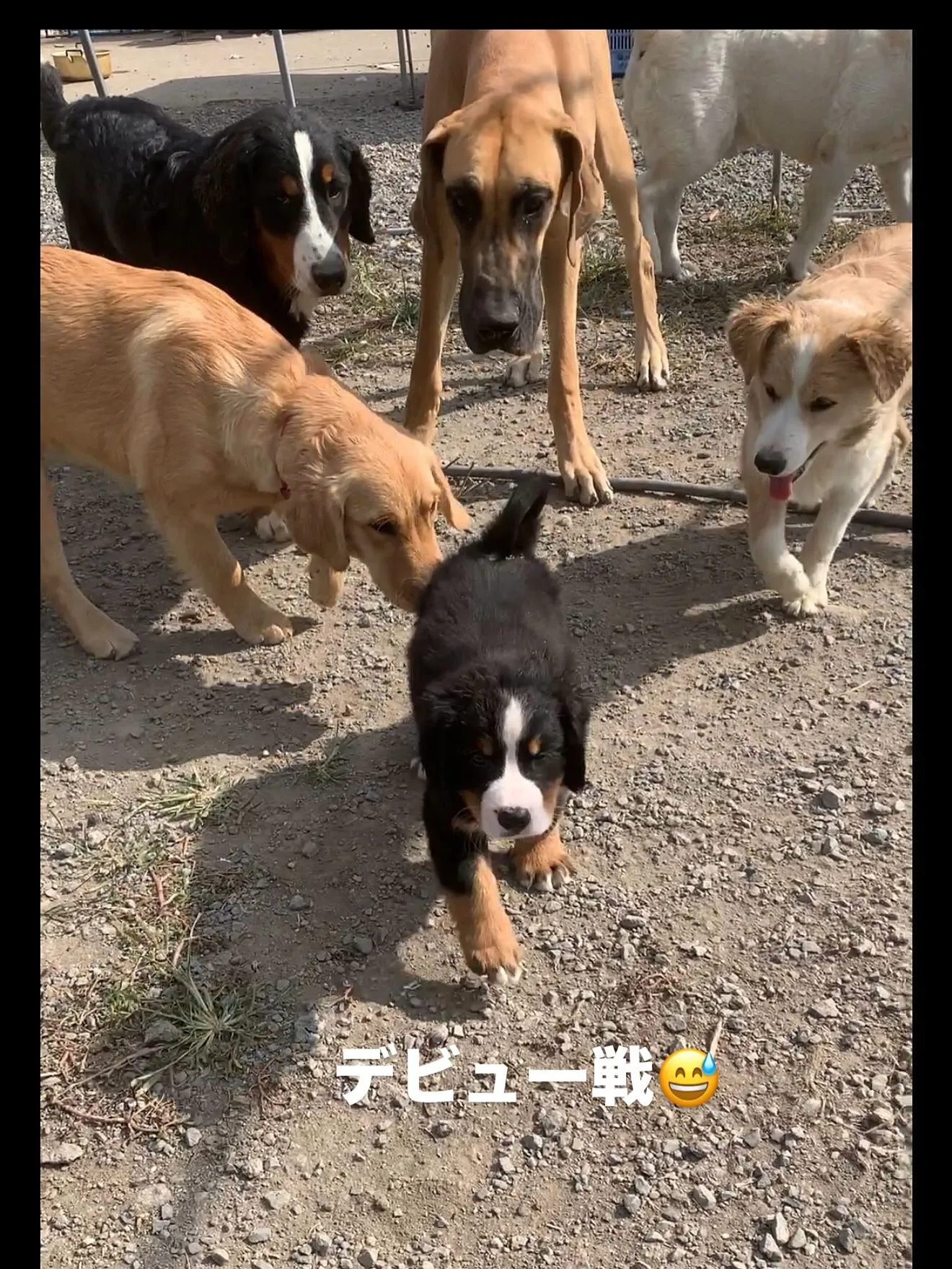 おはようございます🐶
