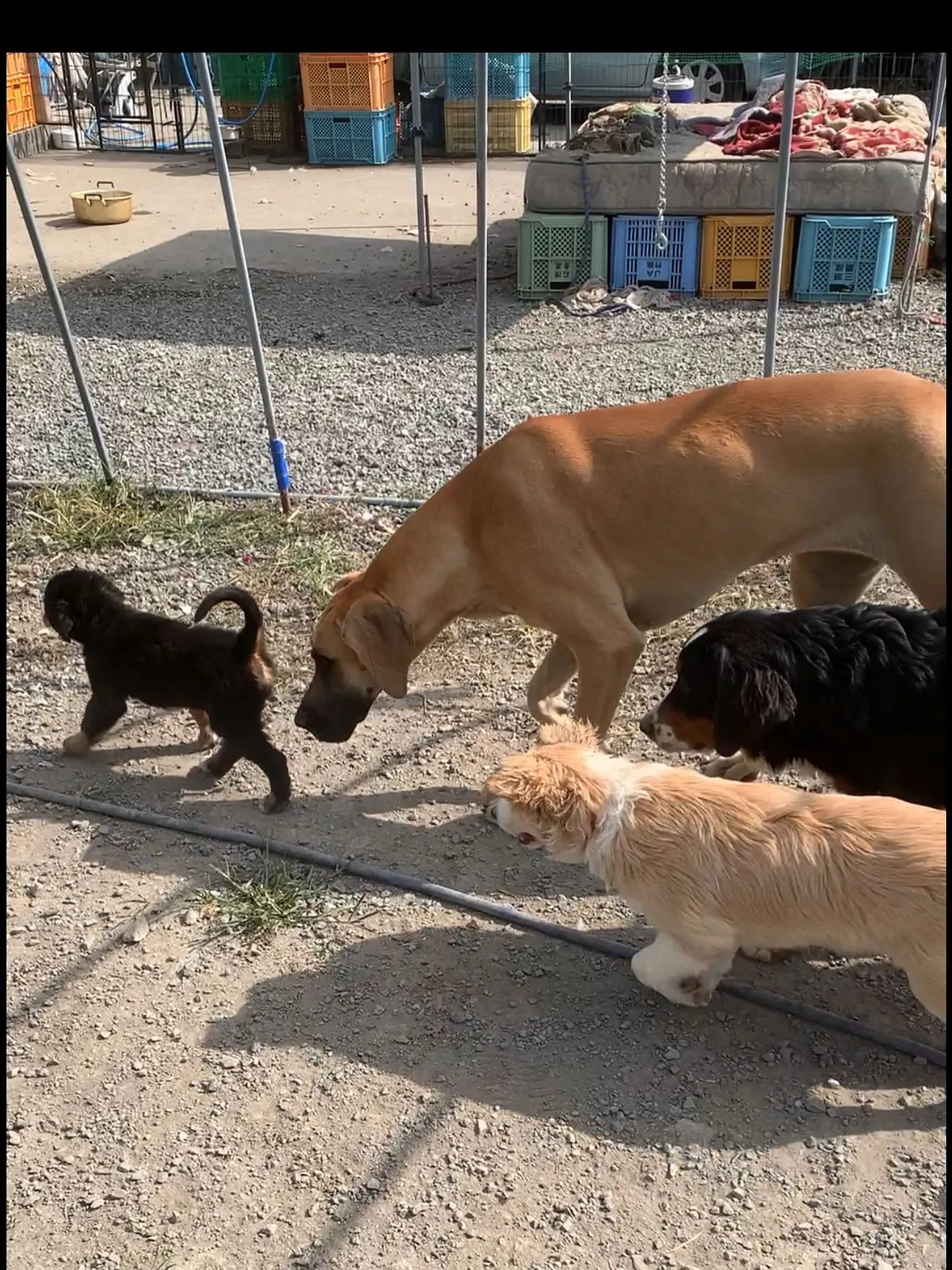 おはようございます🐶