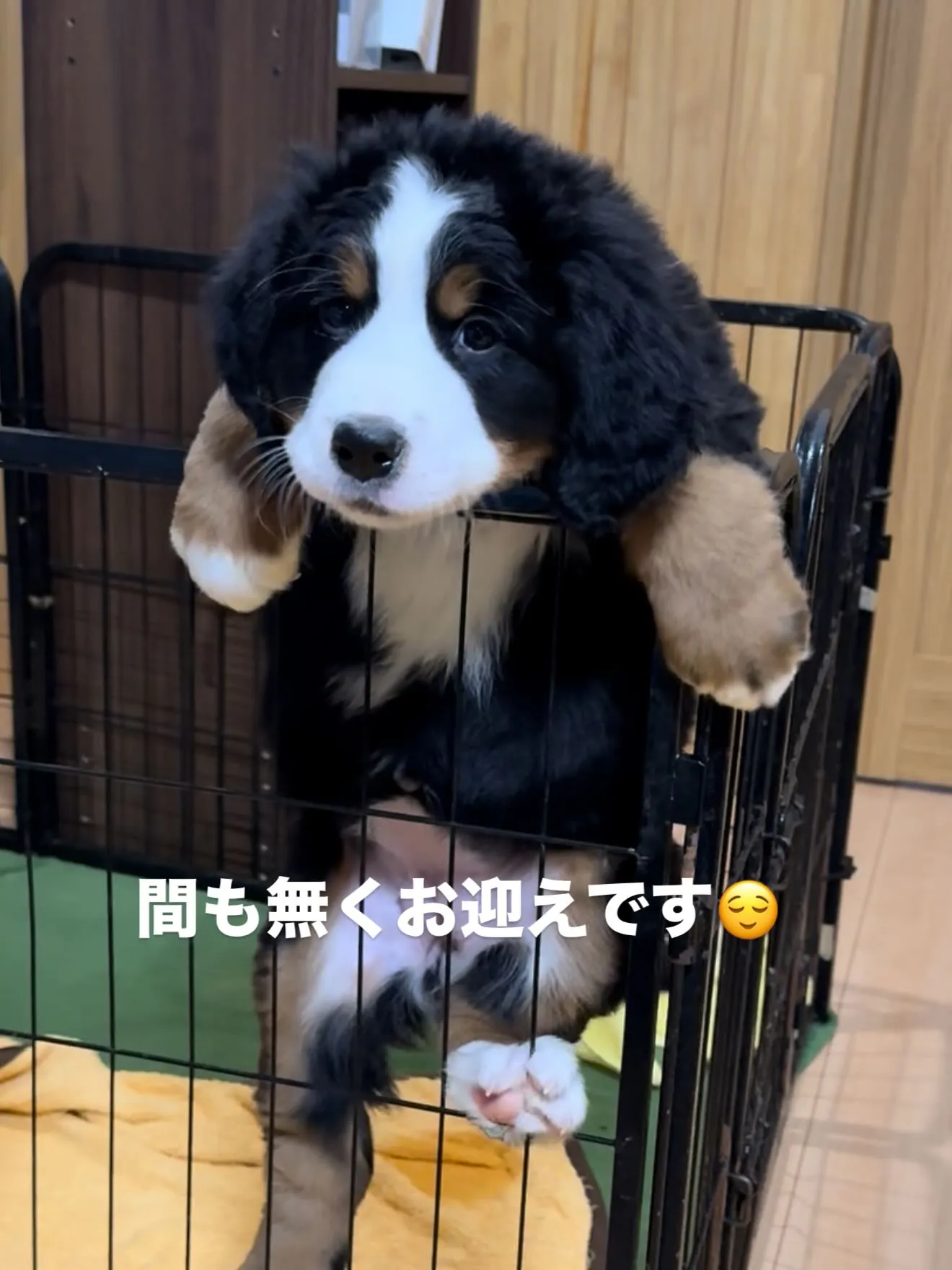 午後のひととき🐶☺️