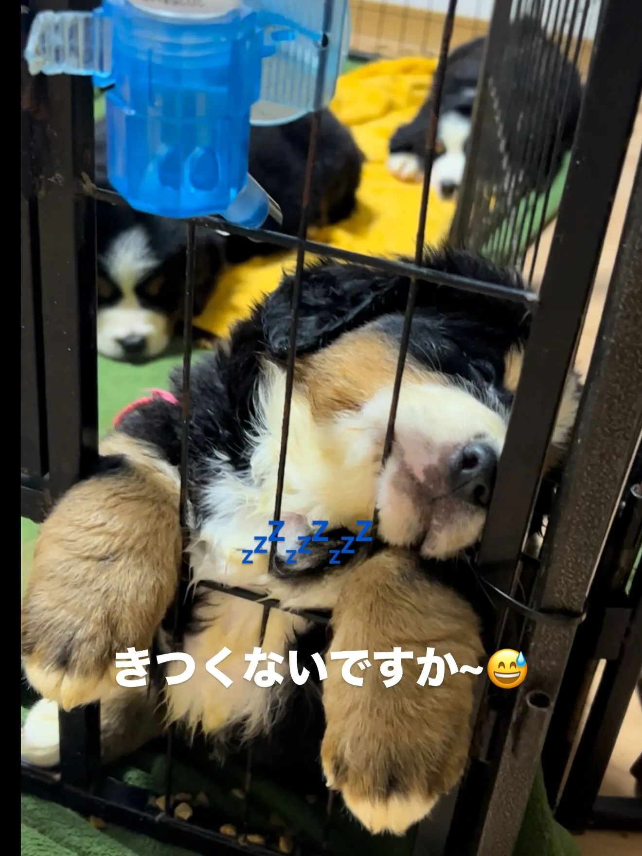 午後のひととき🐶☺️