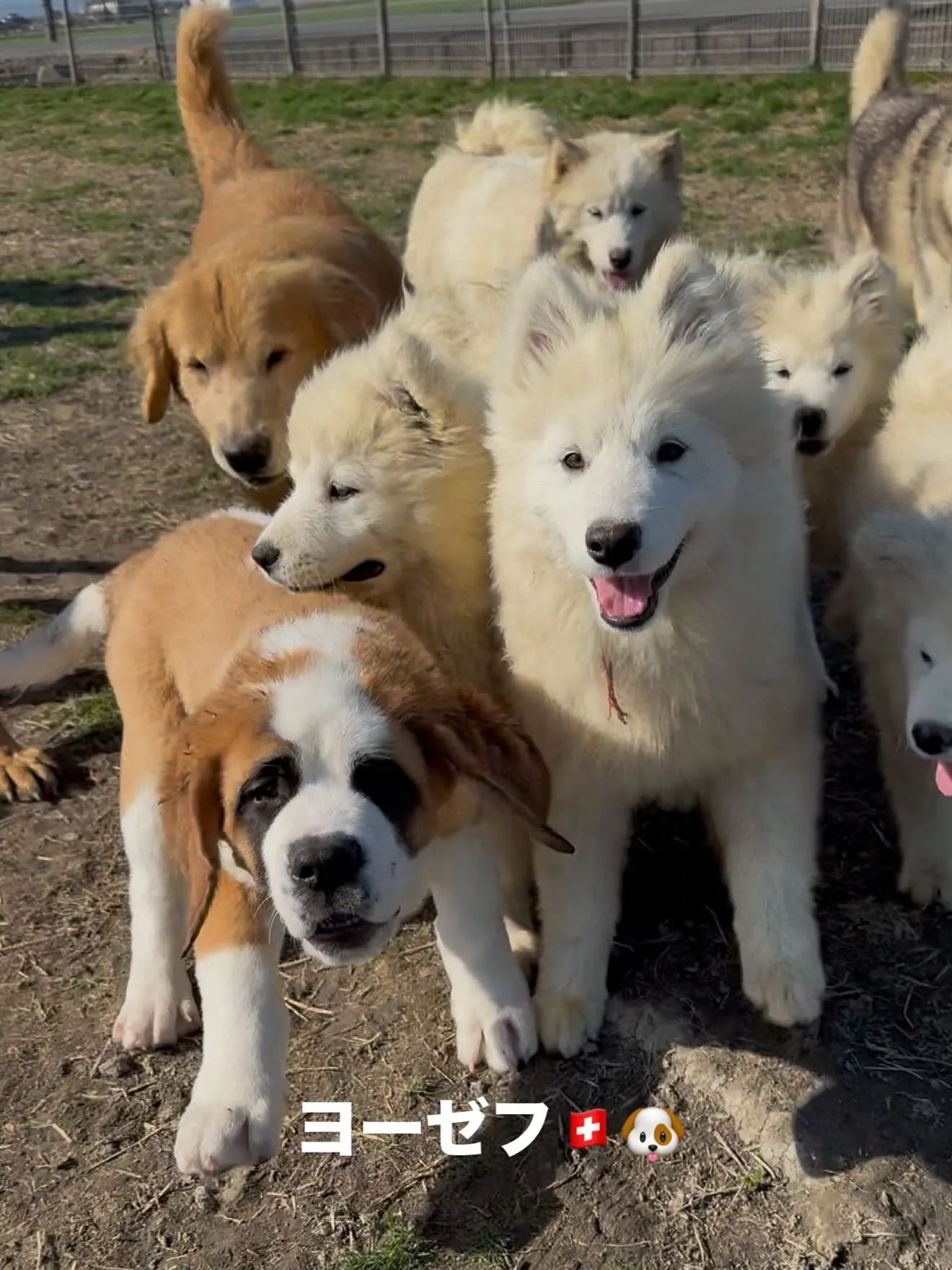 午前のひととき🐶