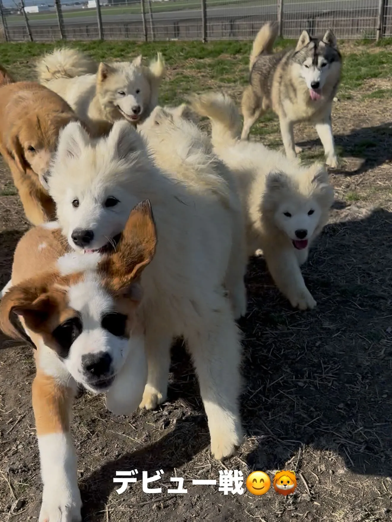 午前のひととき🐶