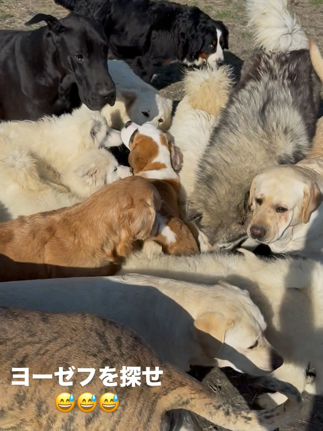 午前のひととき🐶