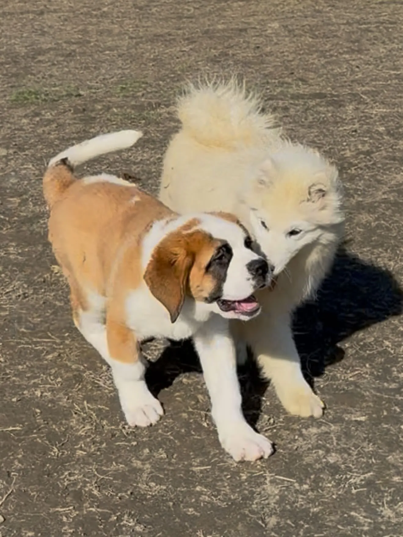 午前のひととき🐶