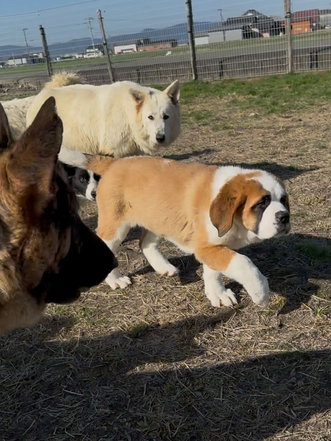 午前のひととき🐶