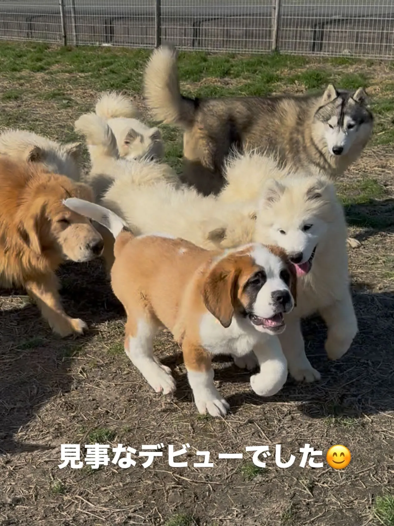 午前のひととき🐶