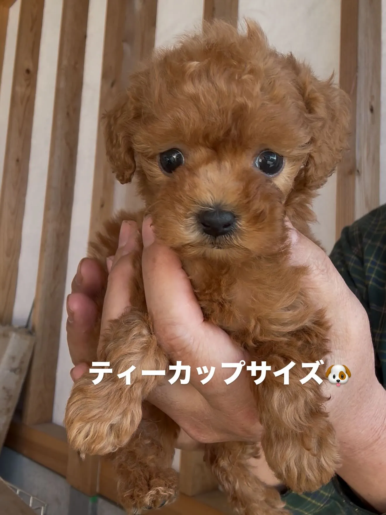 またまた、凄い子達がやって来ました😌🐶