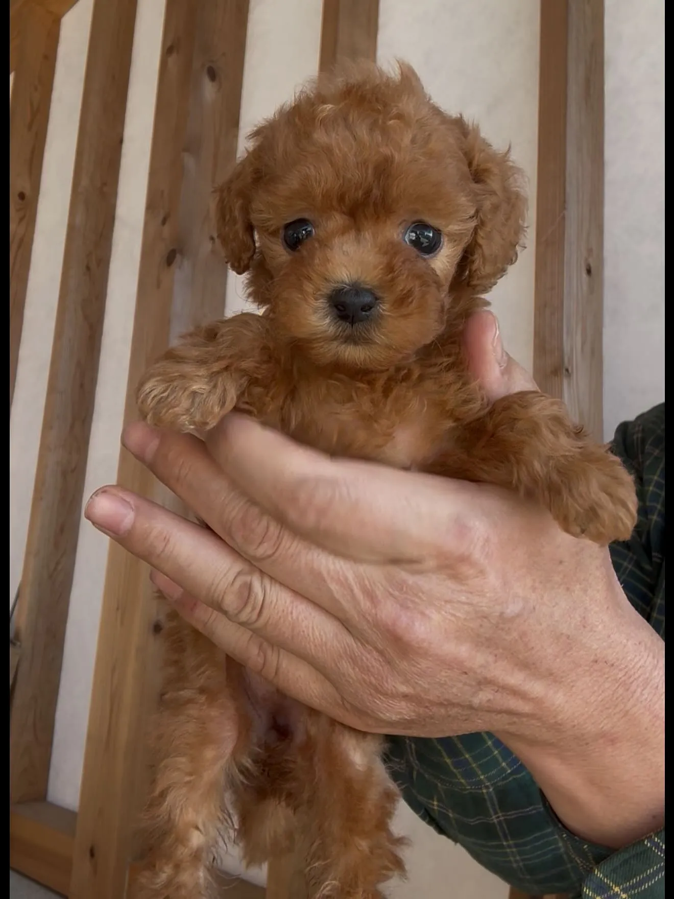 新しいご家族が決まりました。福岡県お客様ありがとうございました。
