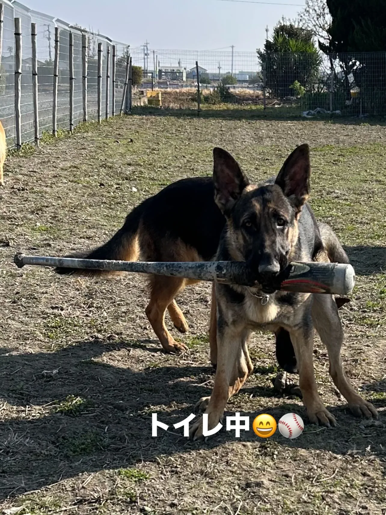 今日も一日お疲れ様です🐶😊