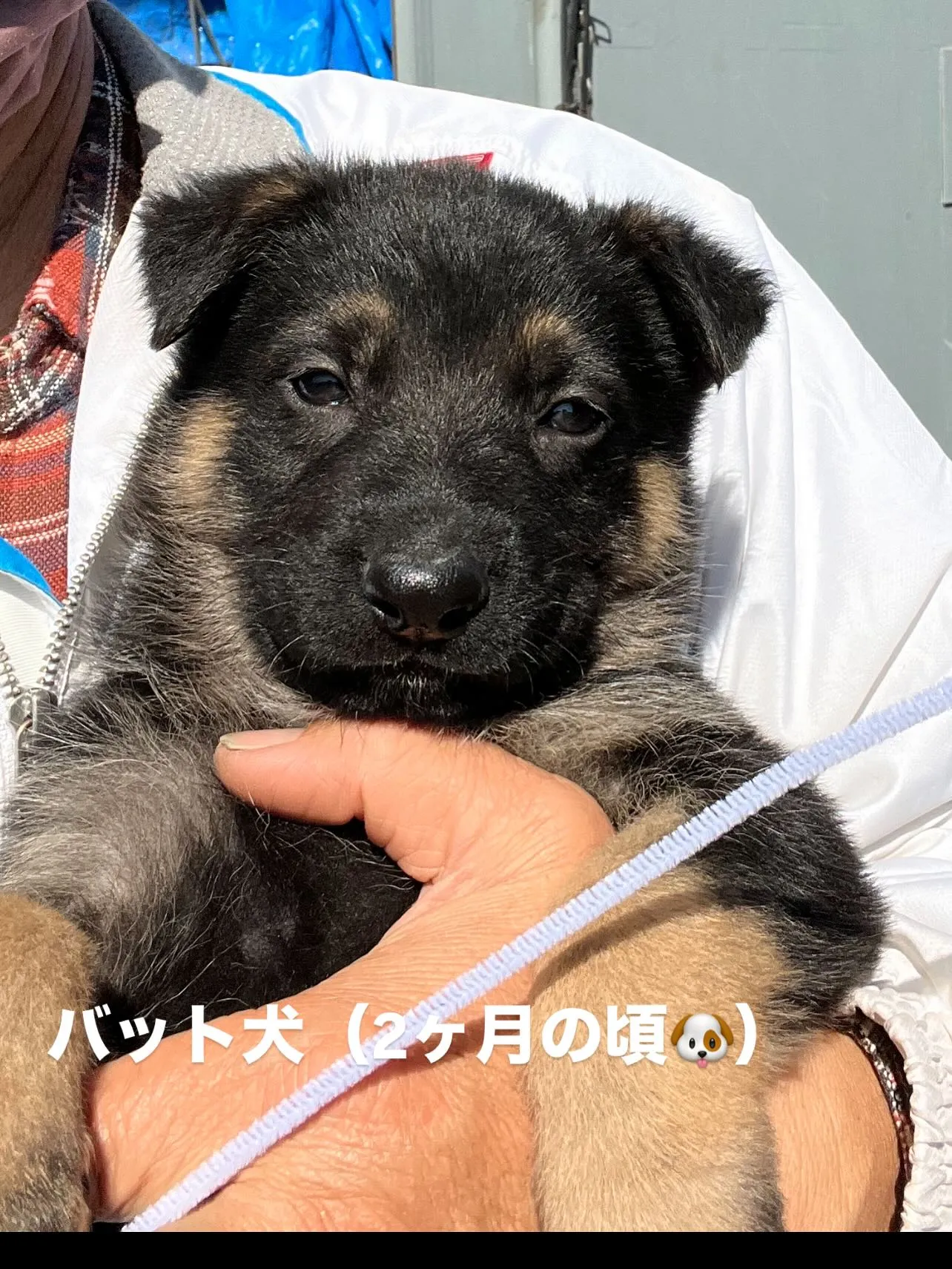 今日も一日お疲れ様です🐶😊