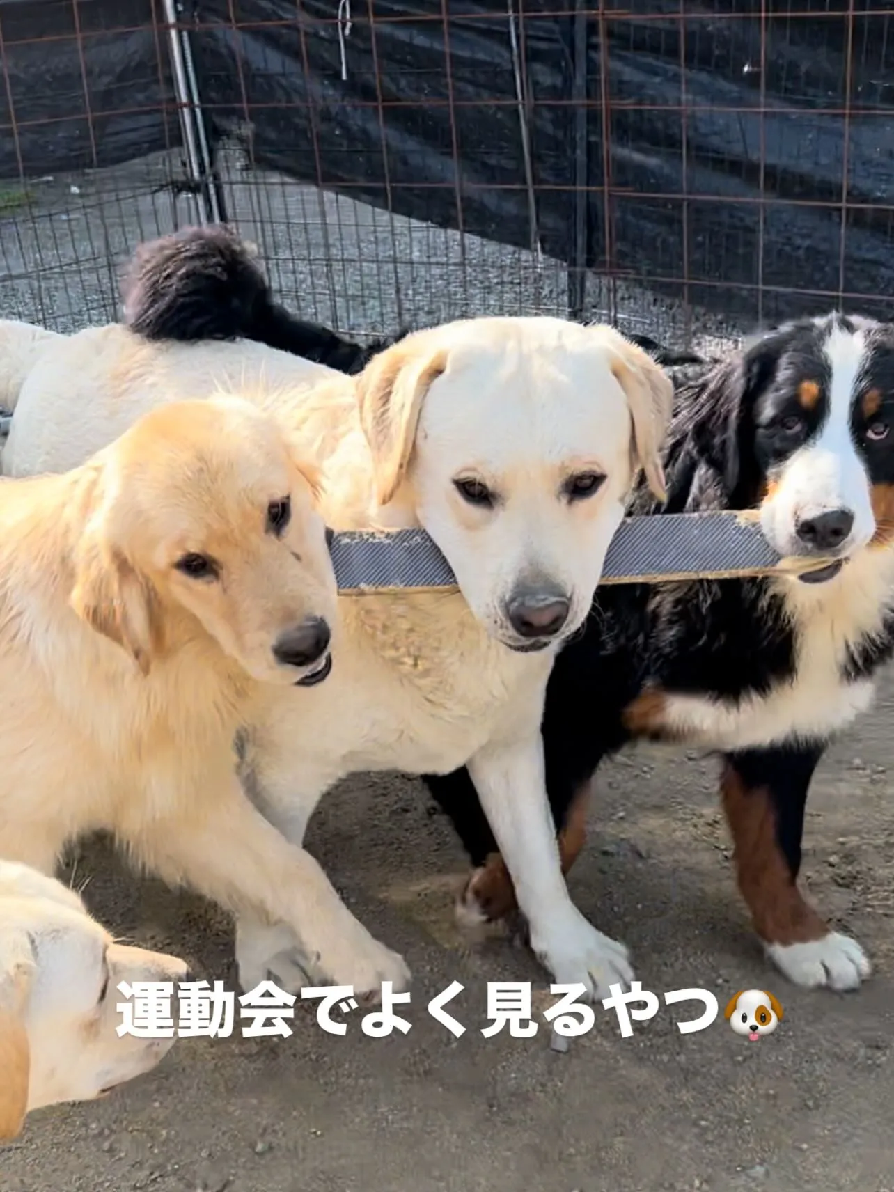 今日も一日お疲れ様です🐶😊