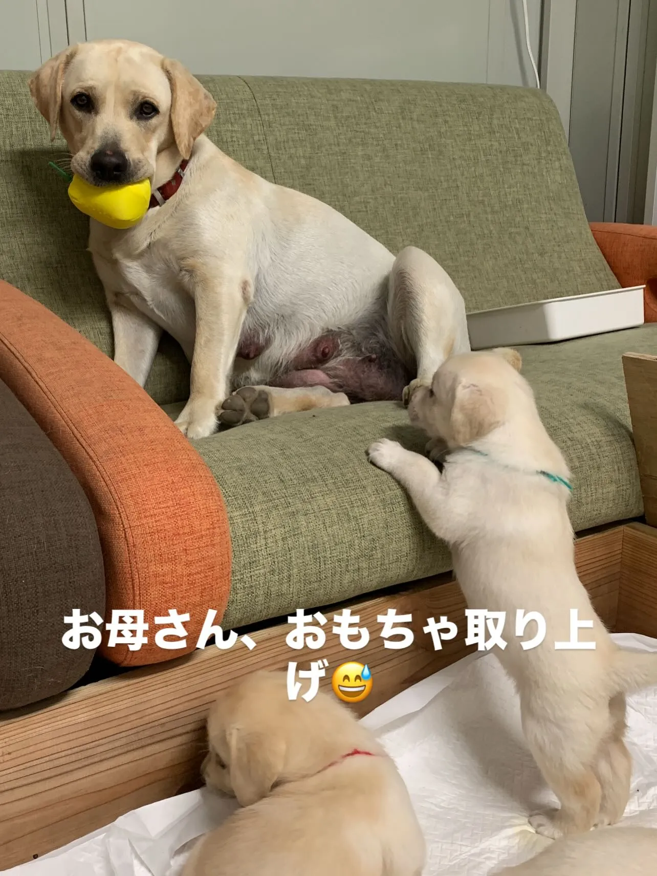 今日も一日お疲れ様です🐶😊