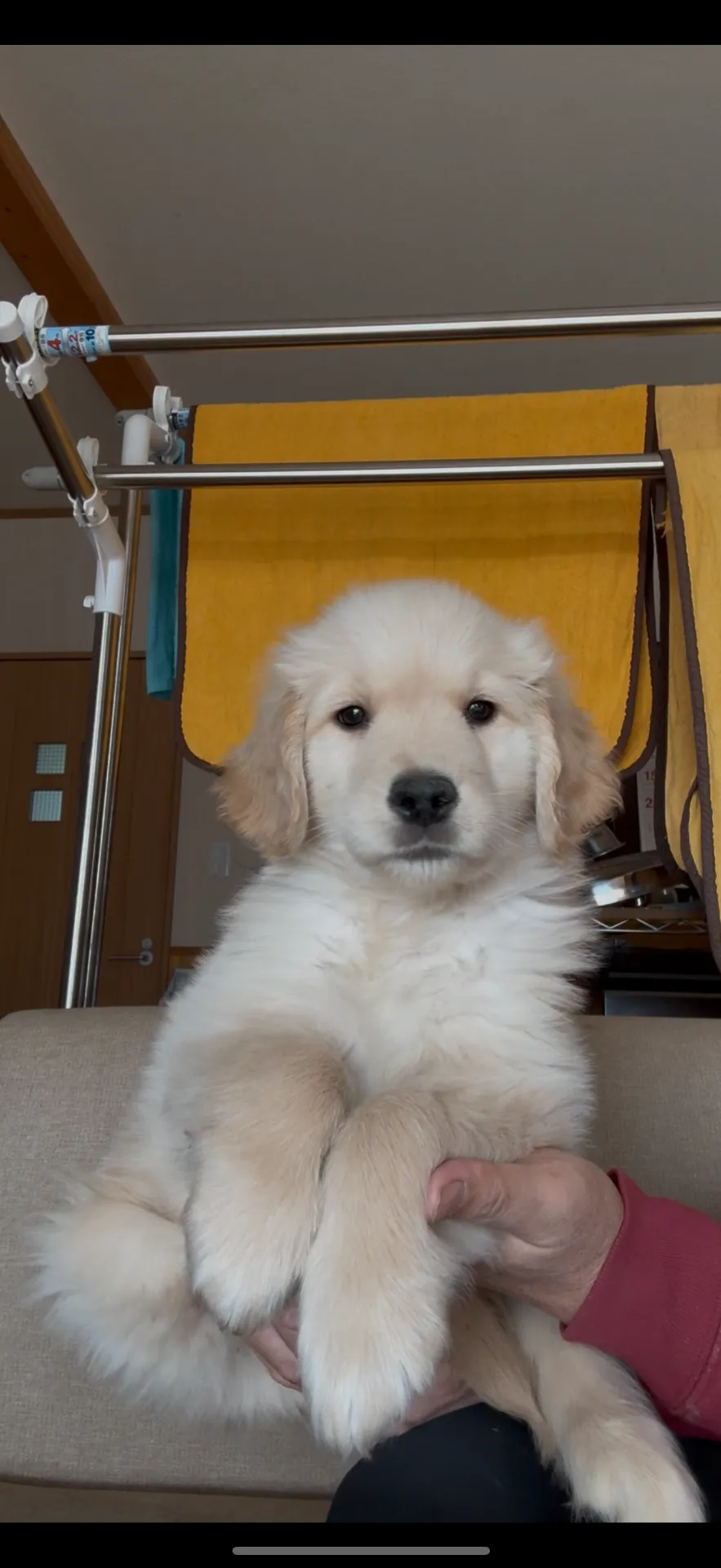 新しいご家族が決まりました。山口県お客様ありがとうございました。