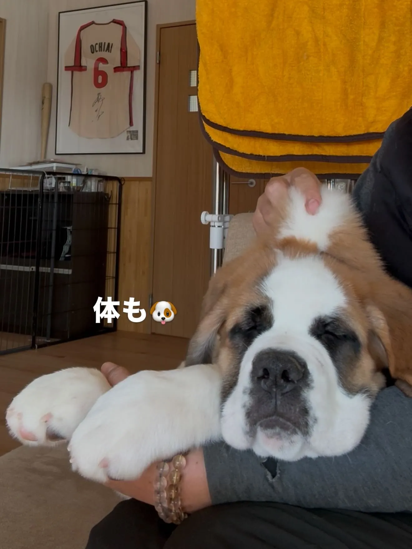午後のひととき🐶🏠