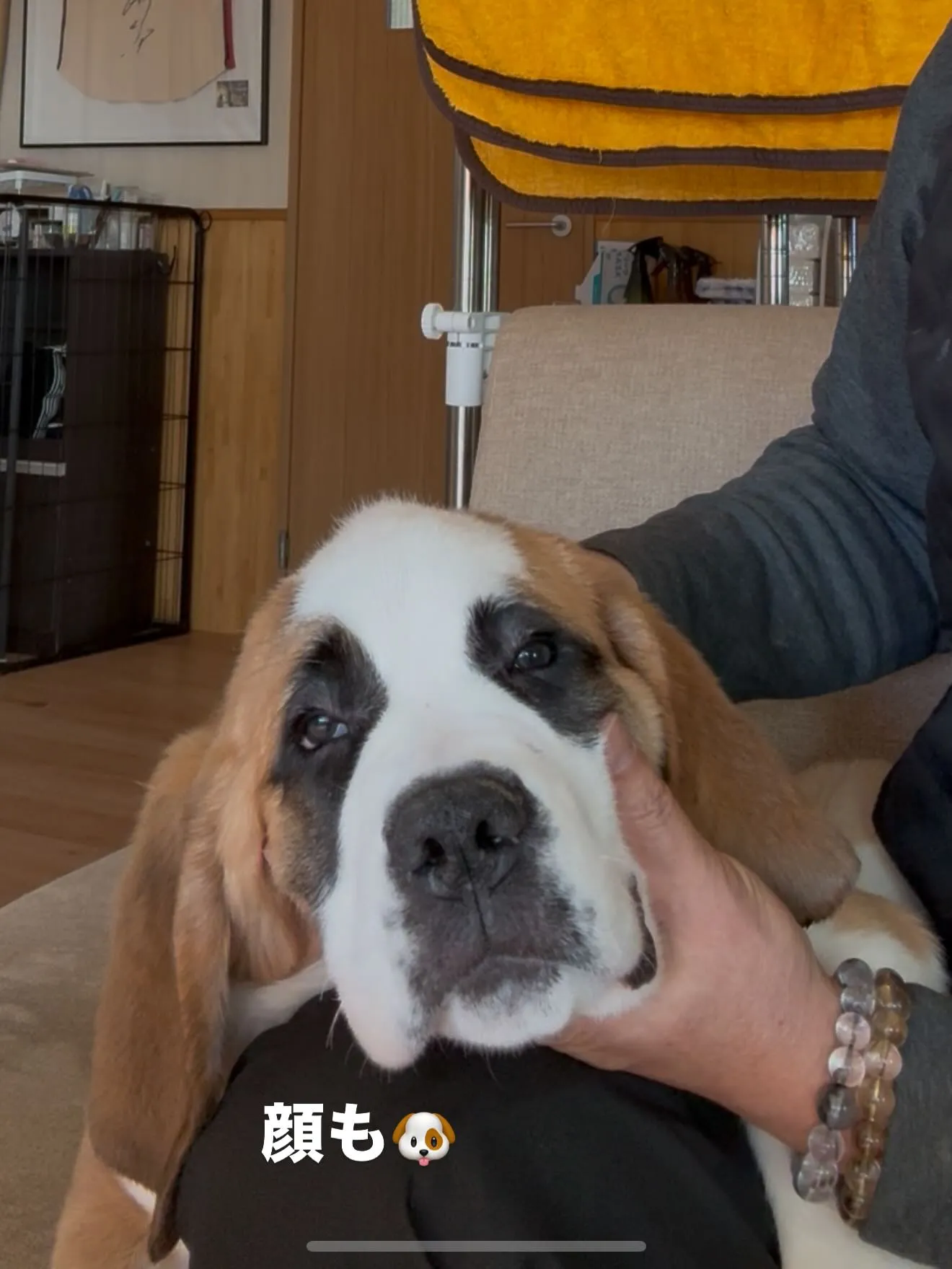 午後のひととき🐶🏠