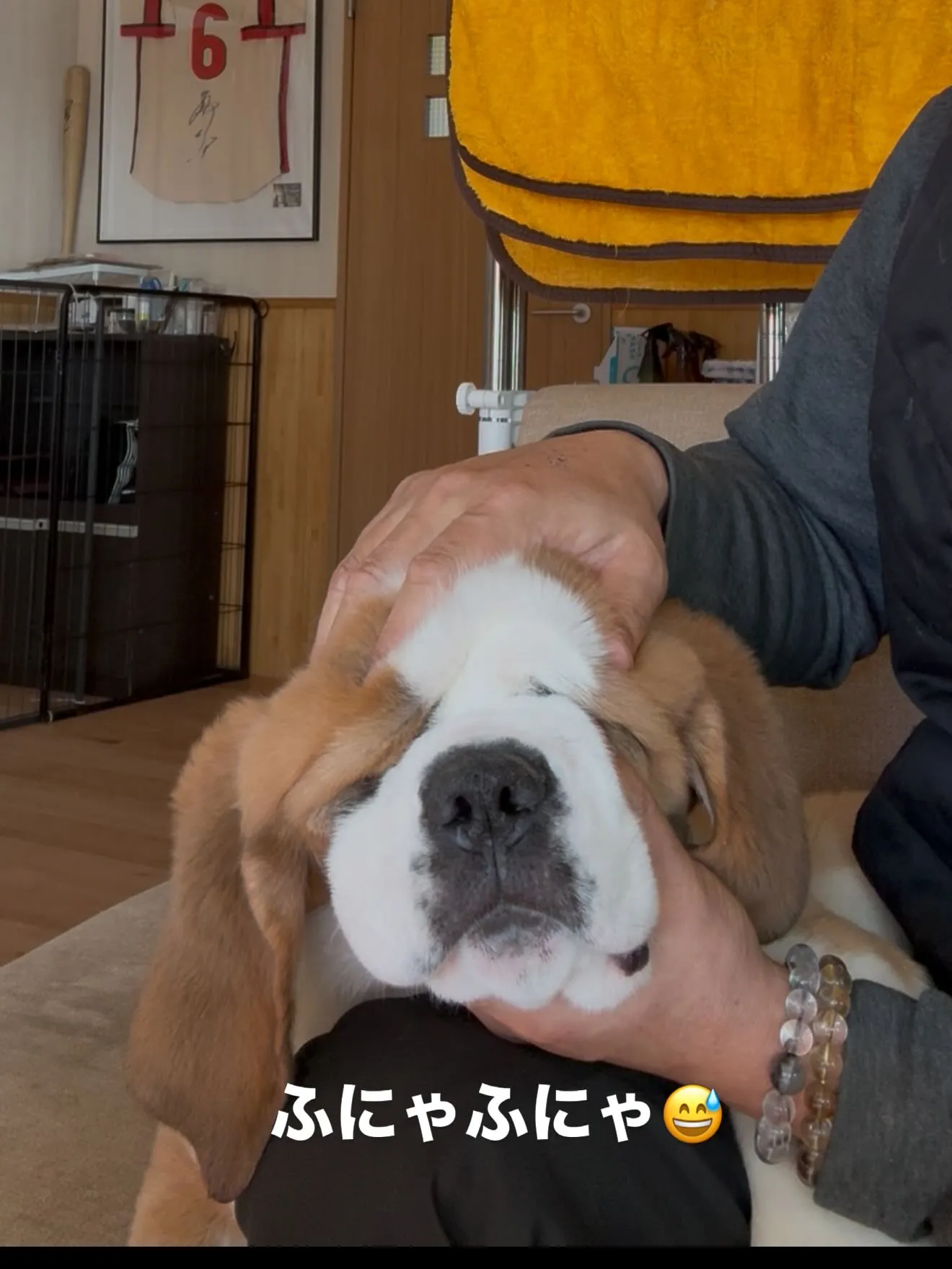午後のひととき🐶🏠