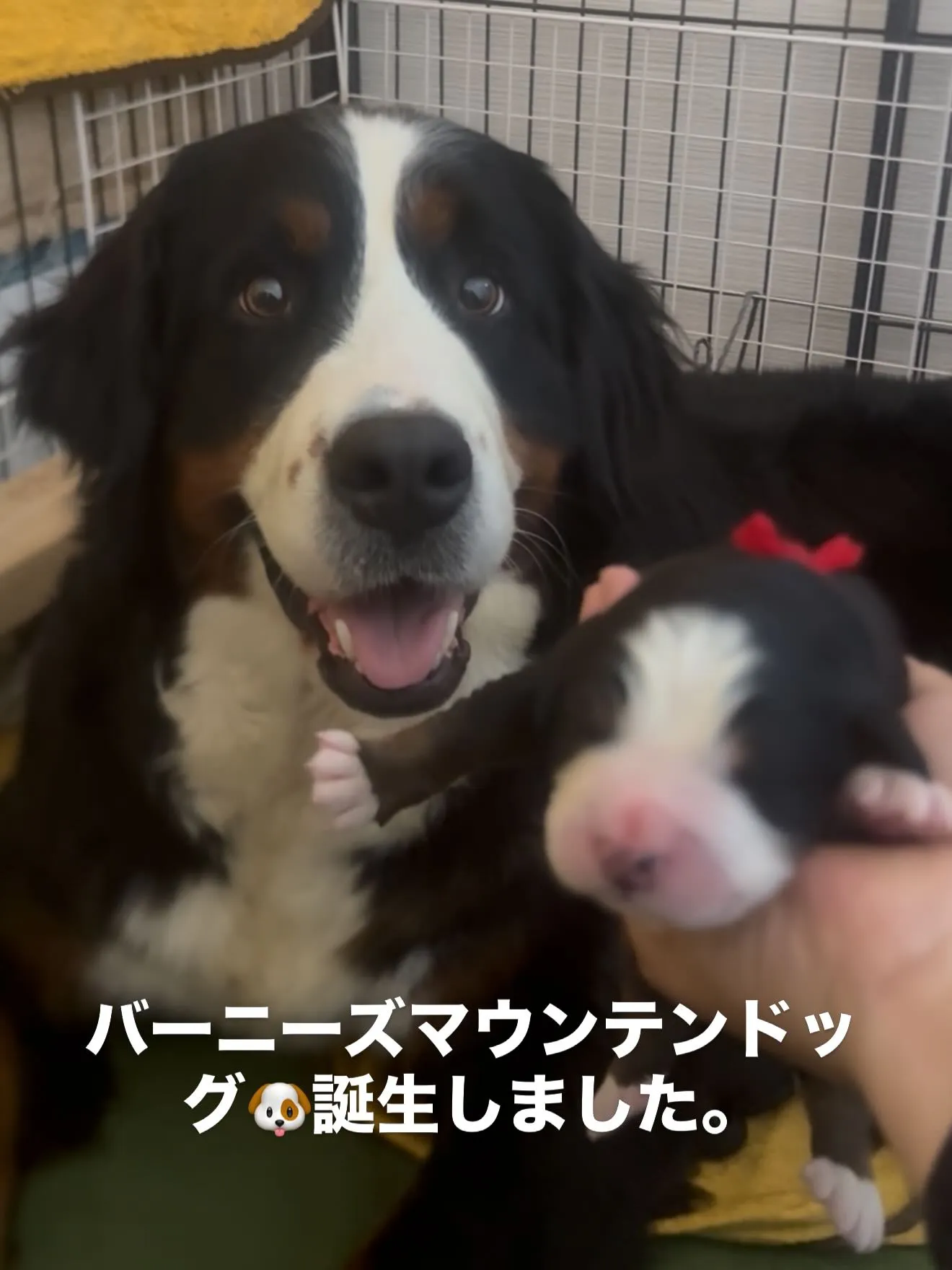 素晴らしい両親より誕生しました😌