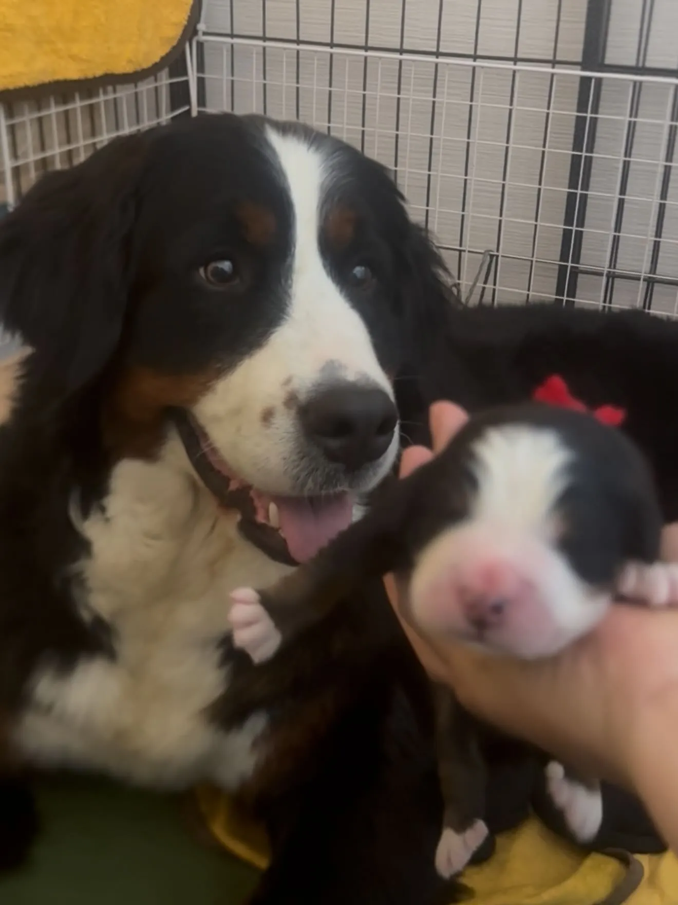 素晴らしい両親より誕生しました😌