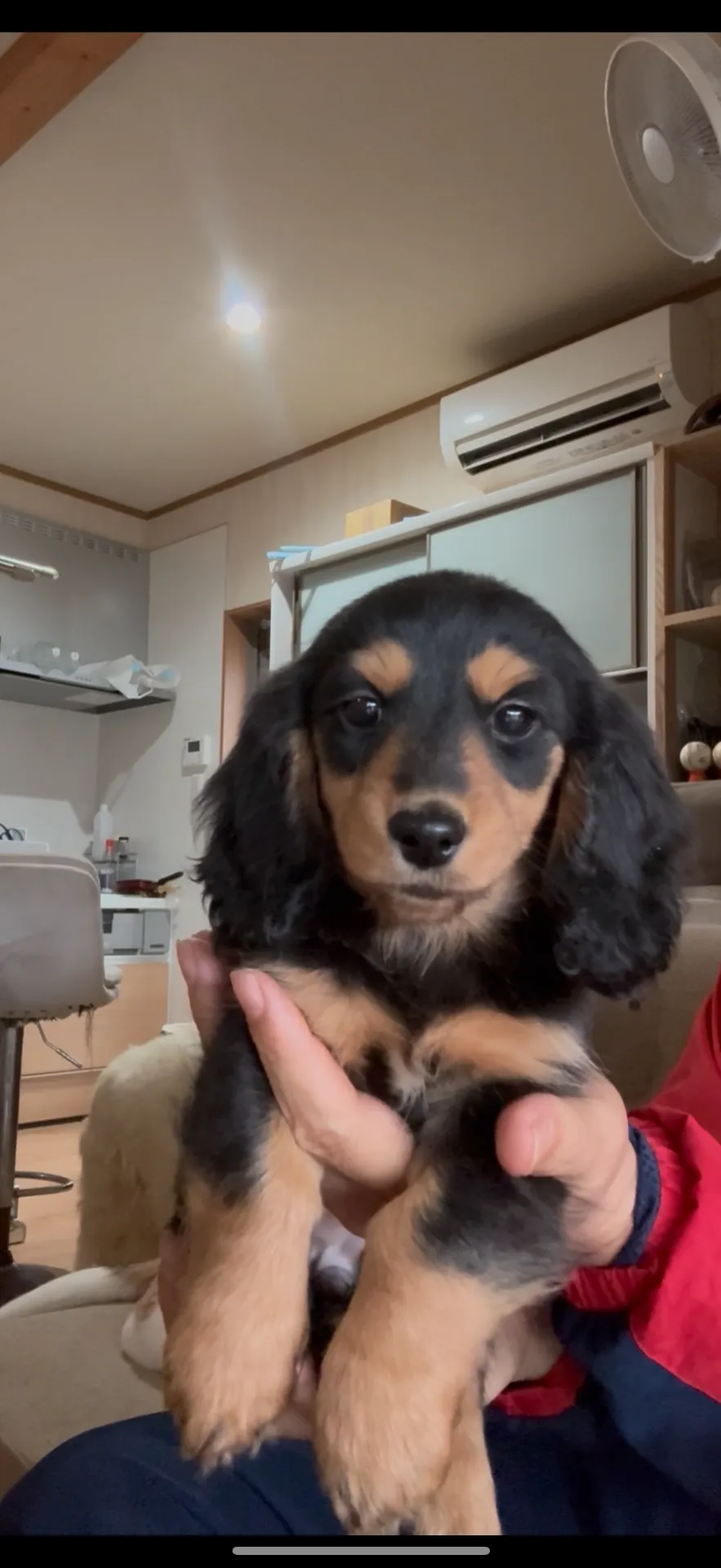 ミニチュアダックスフンド　女の子　19.8万円