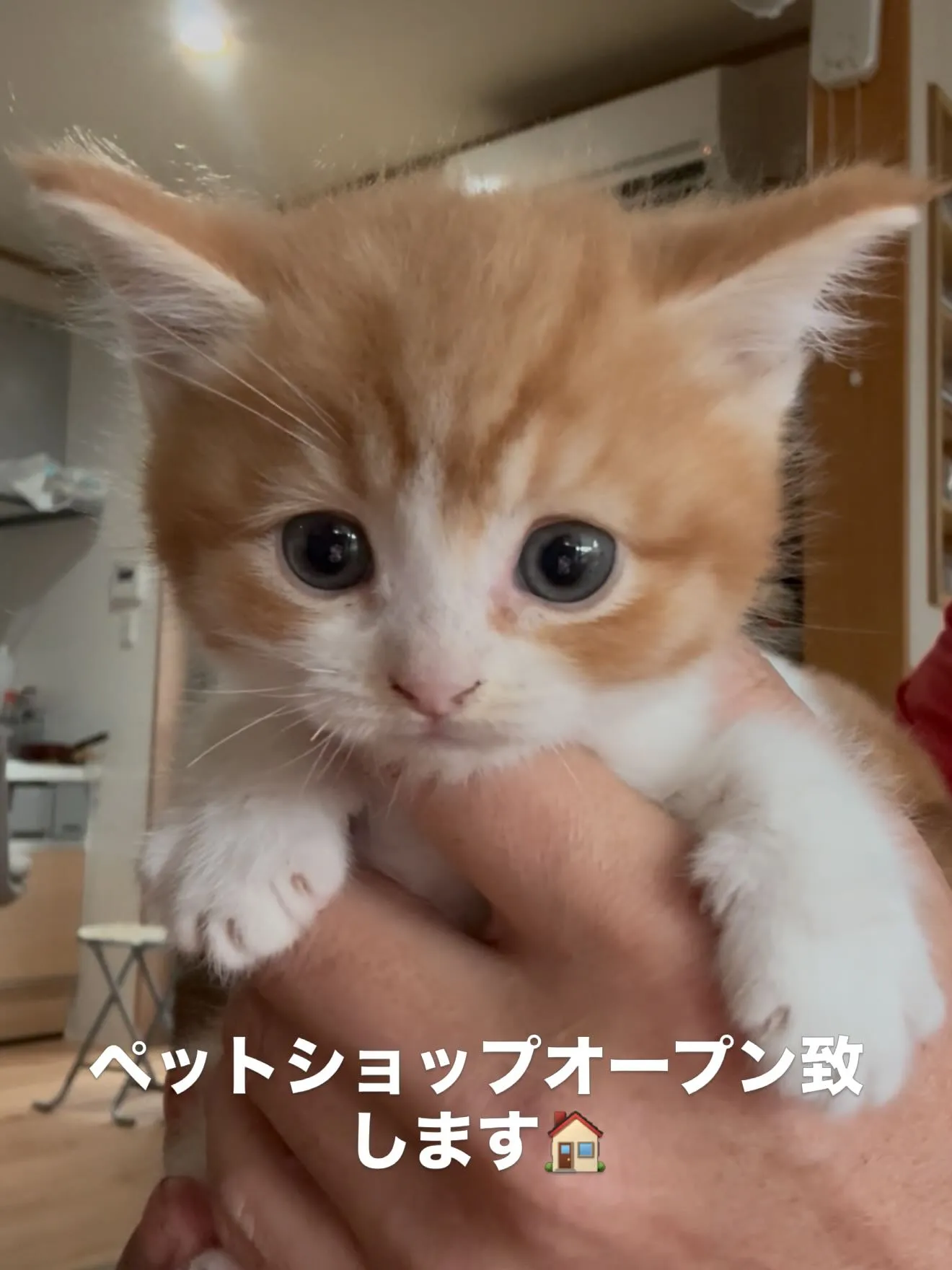 ペットショップをオープン致します🏠