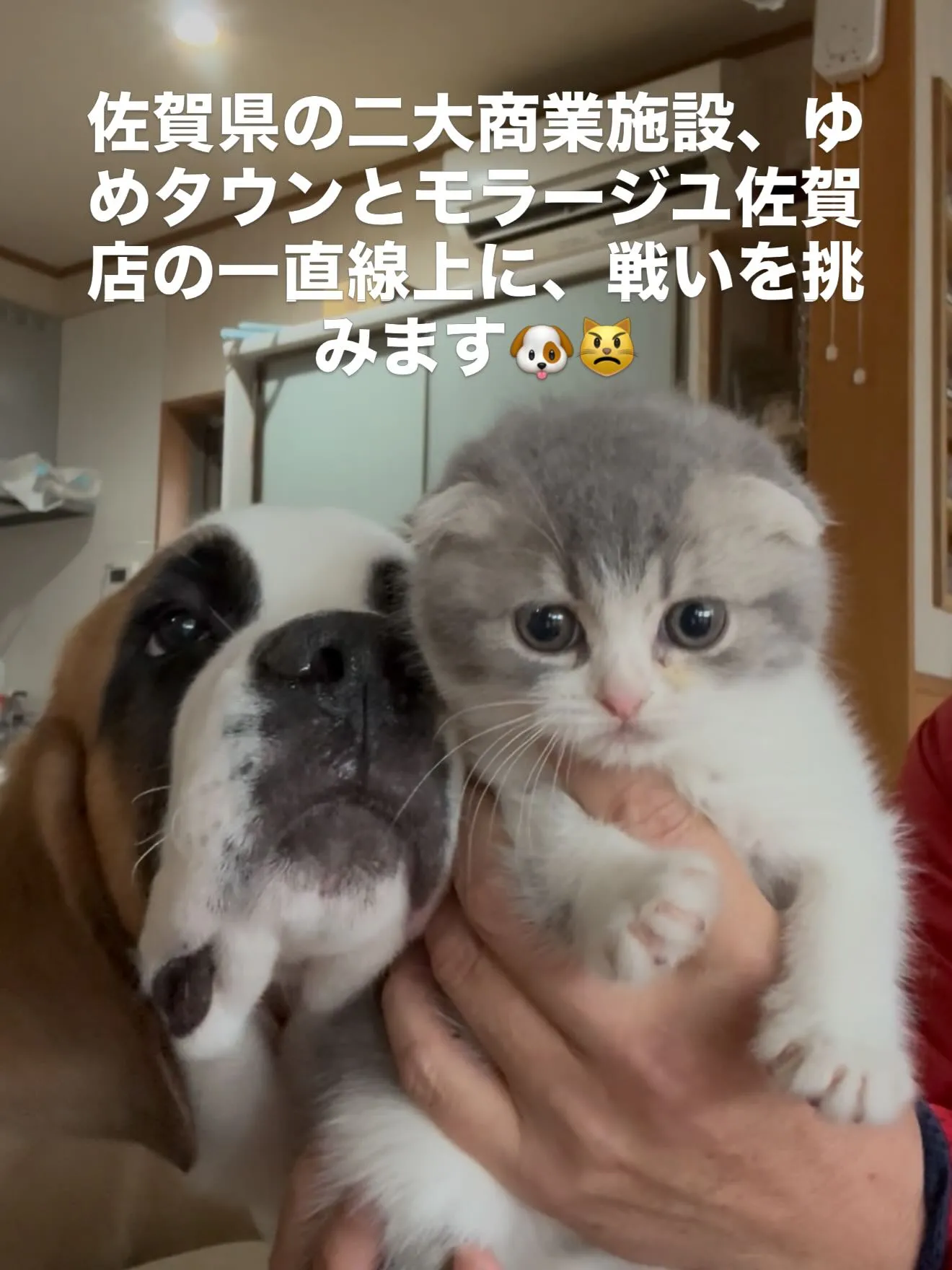 ペットショップをオープン致します🏠