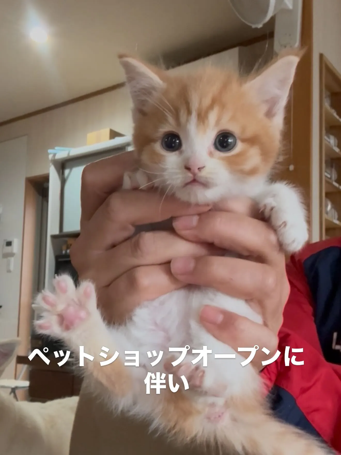 ペットショップをオープン致します🏠