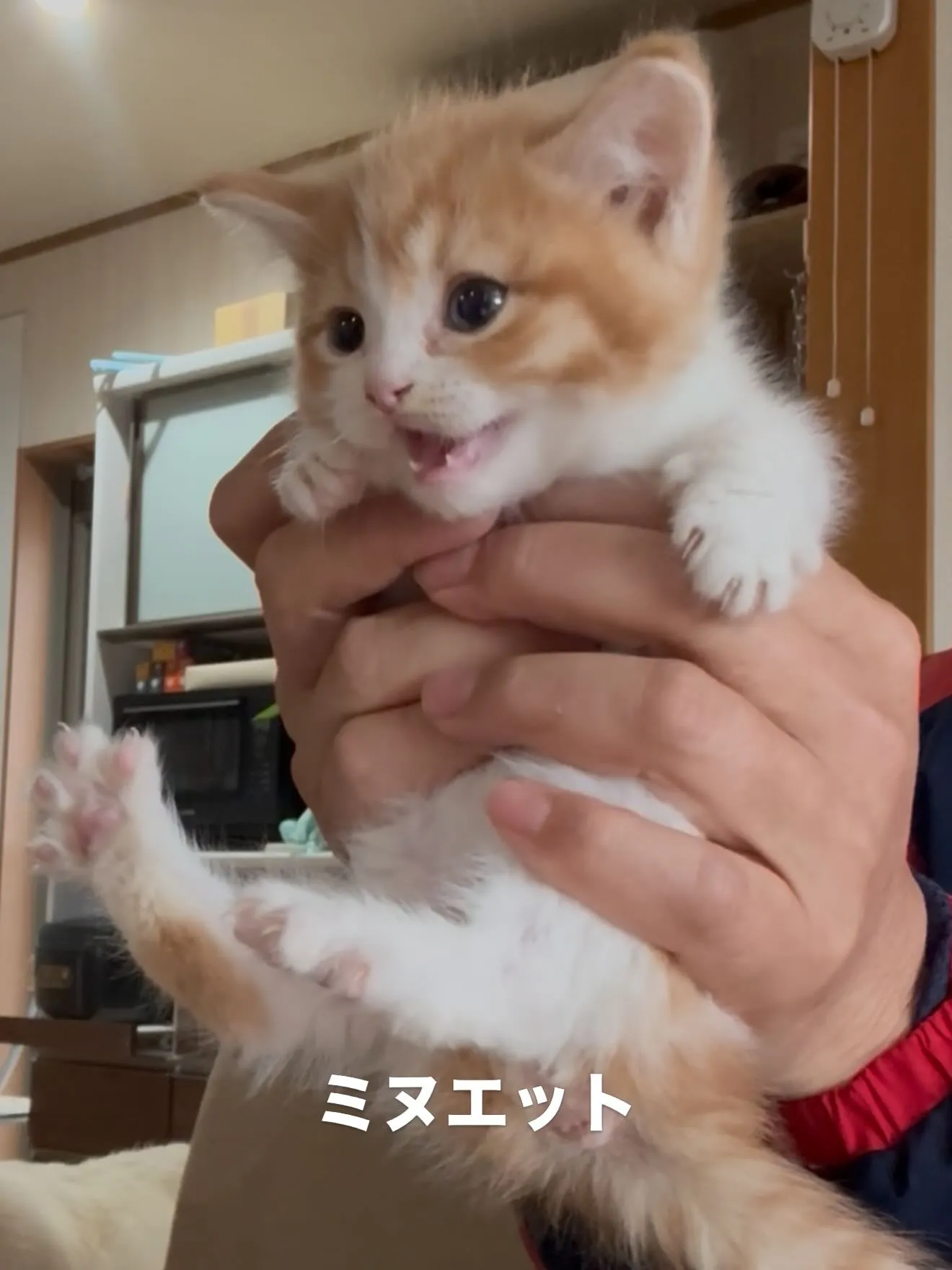 ペットショップをオープン致します🏠