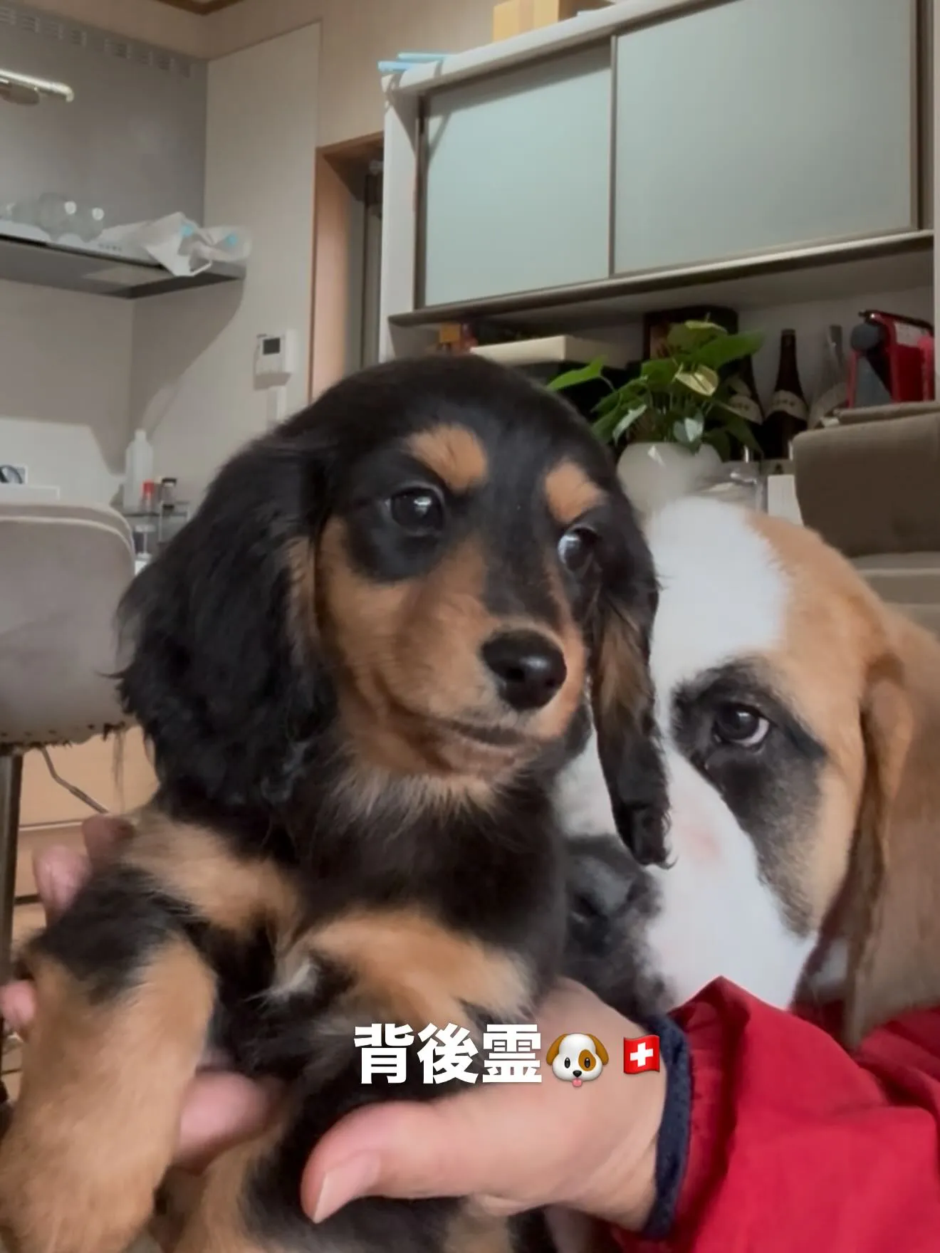 ペットショップをオープン致します🏠