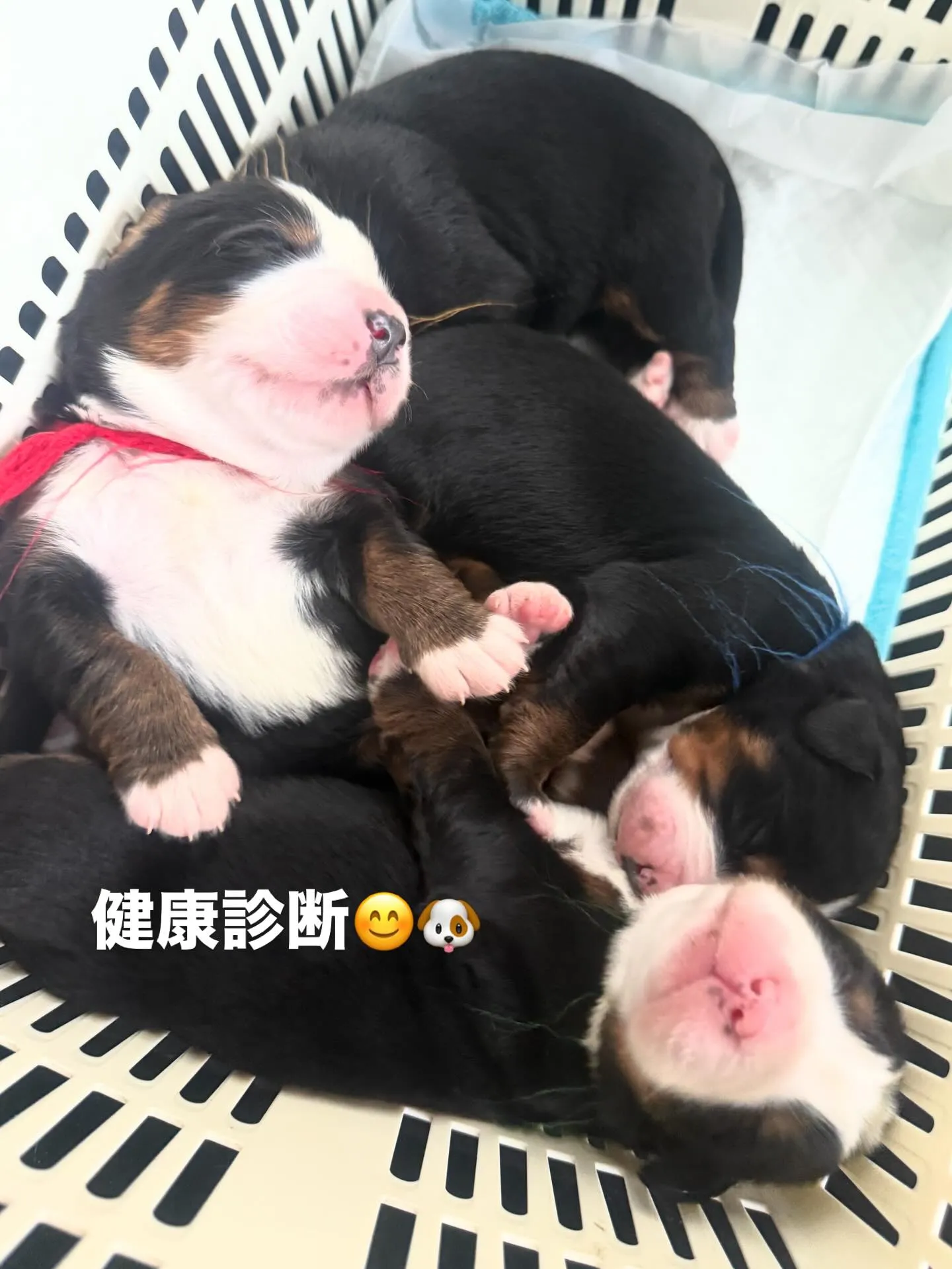 皆んな🐶まるまるで、超、健康でした😄