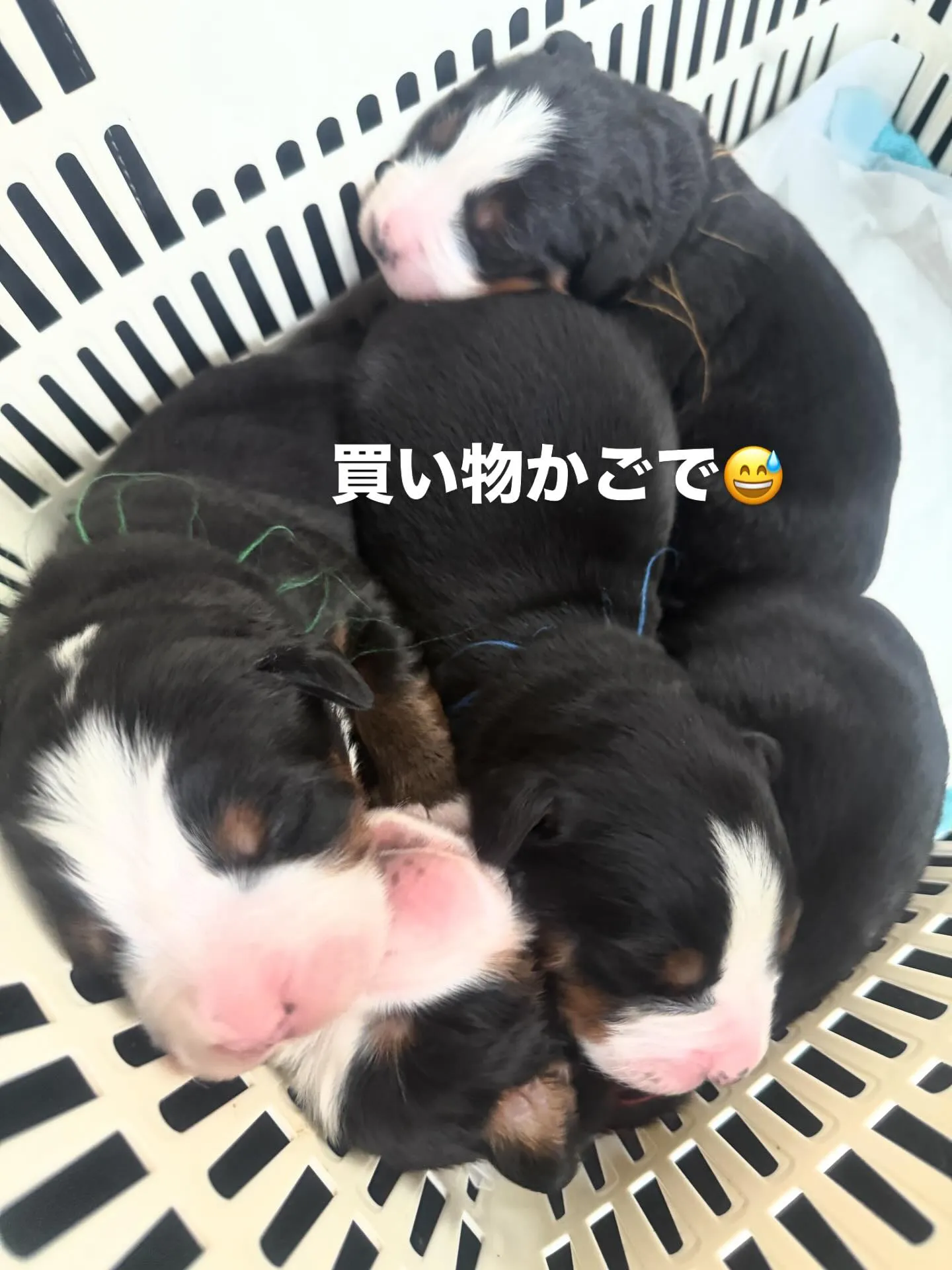 皆んな🐶まるまるで、超、健康でした😄