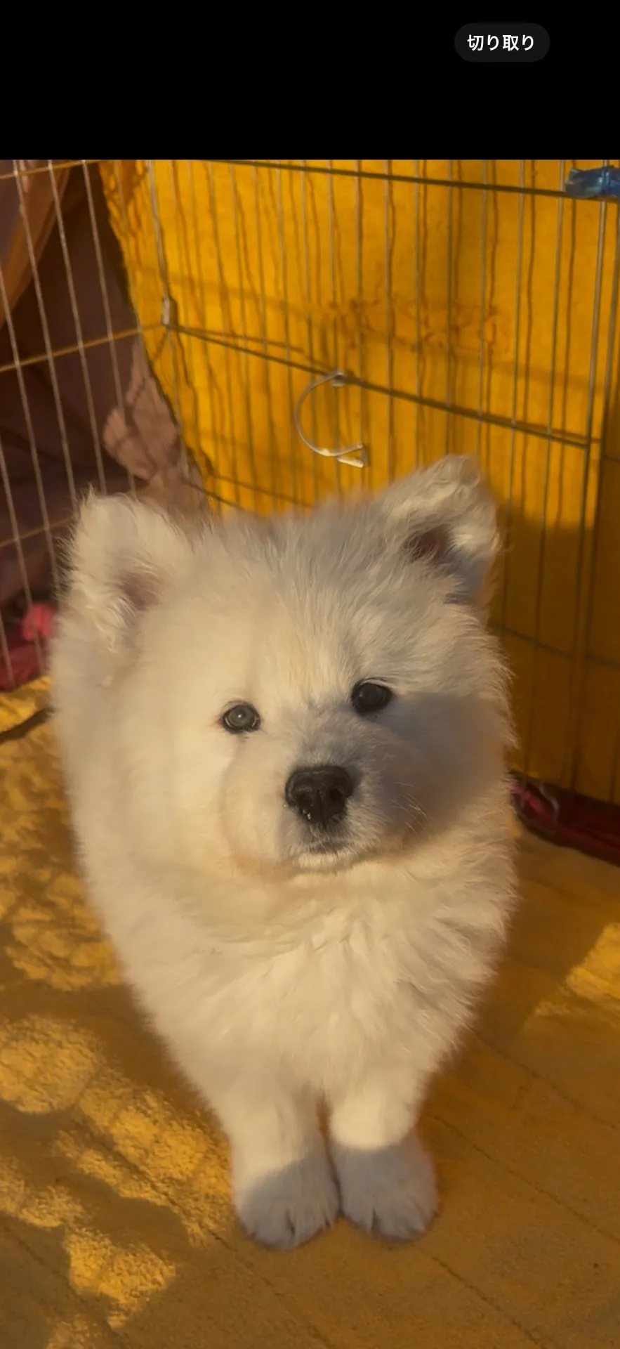 新しいご家族が決まりました。県内お客様ありがとうございました。