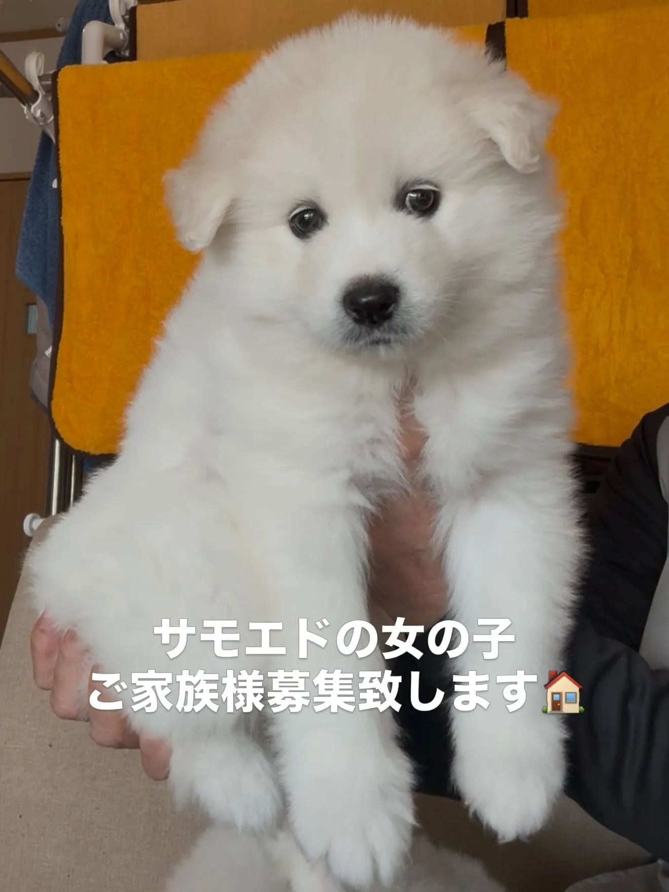 毛量、毛質、お顔立ち、凄いサモエドさんです😌🐶