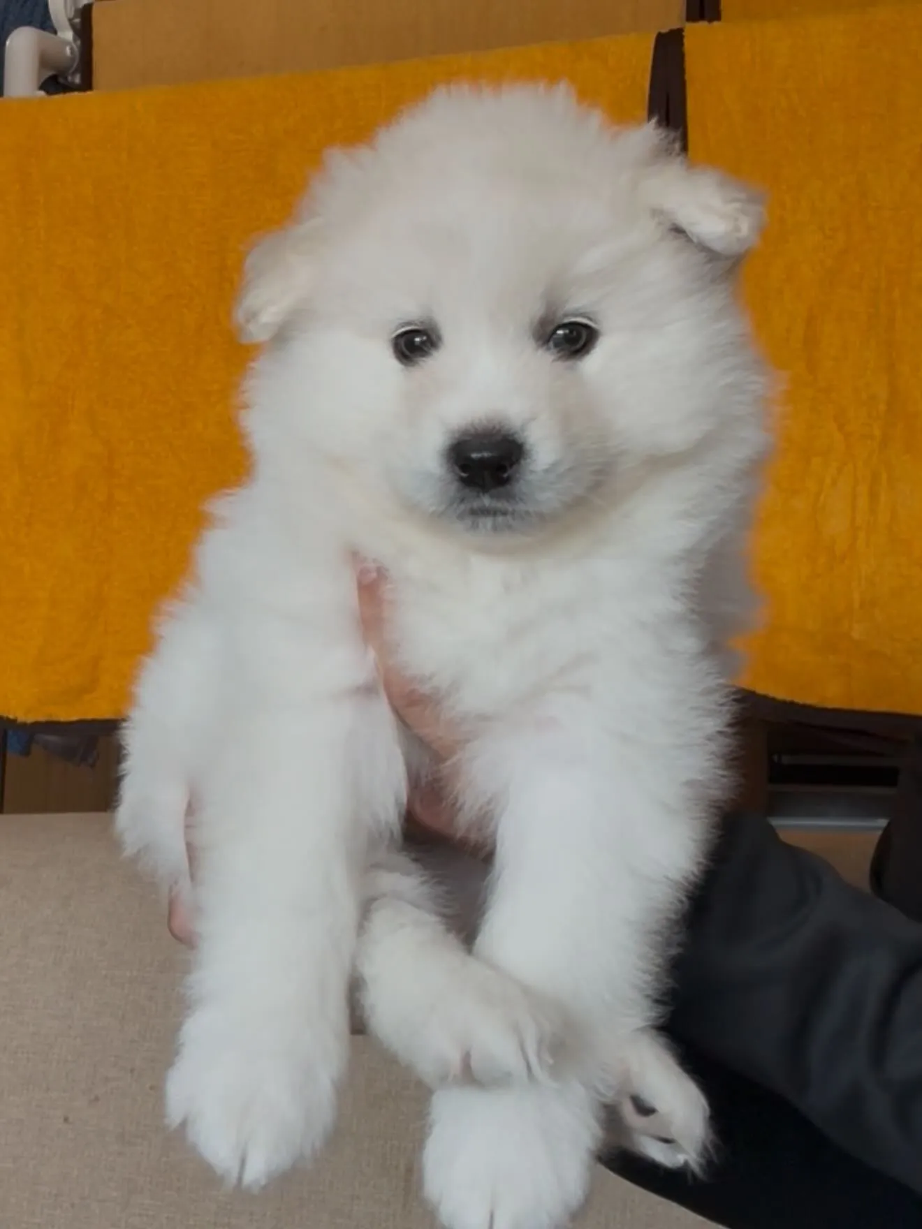 毛量、毛質、お顔立ち、凄いサモエドさんです😌🐶