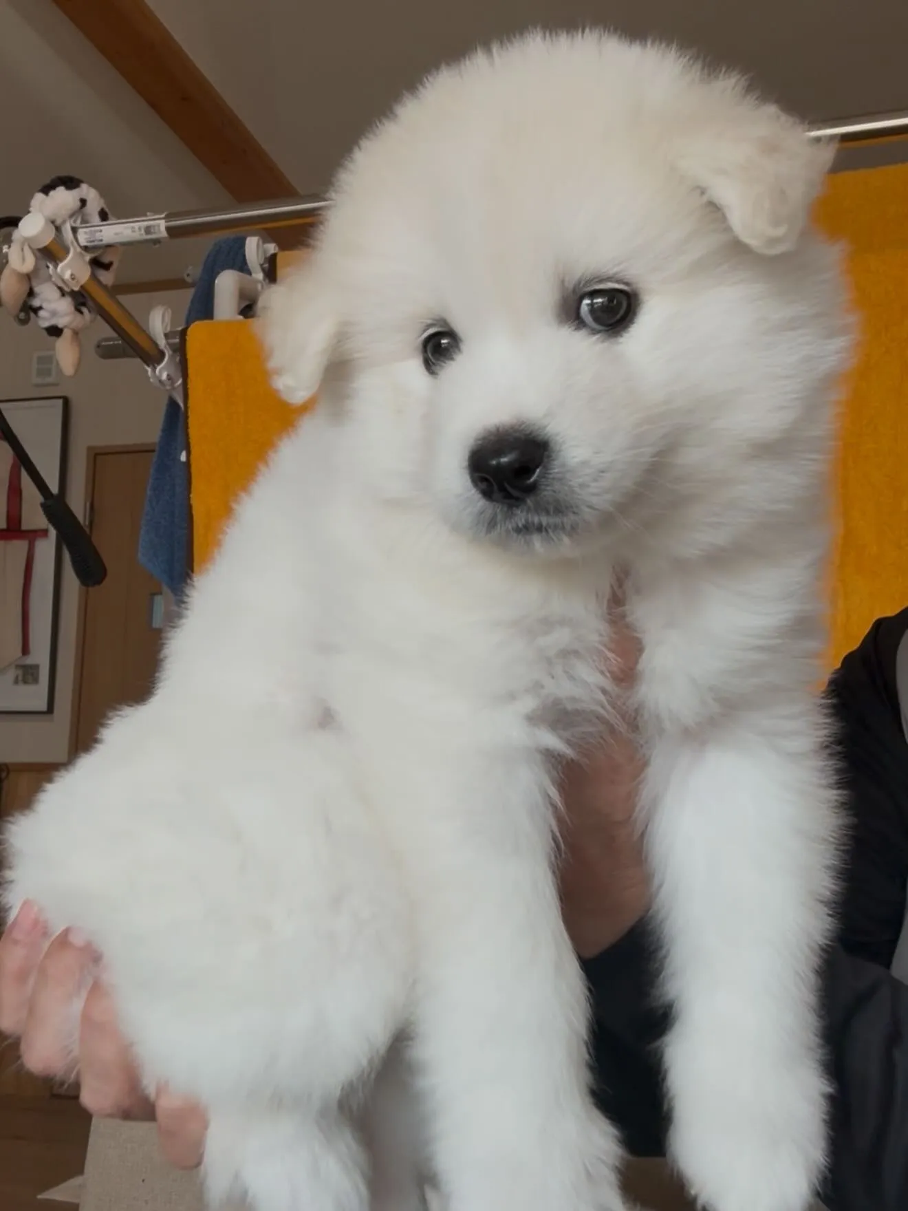 毛量、毛質、お顔立ち、凄いサモエドさんです😌🐶