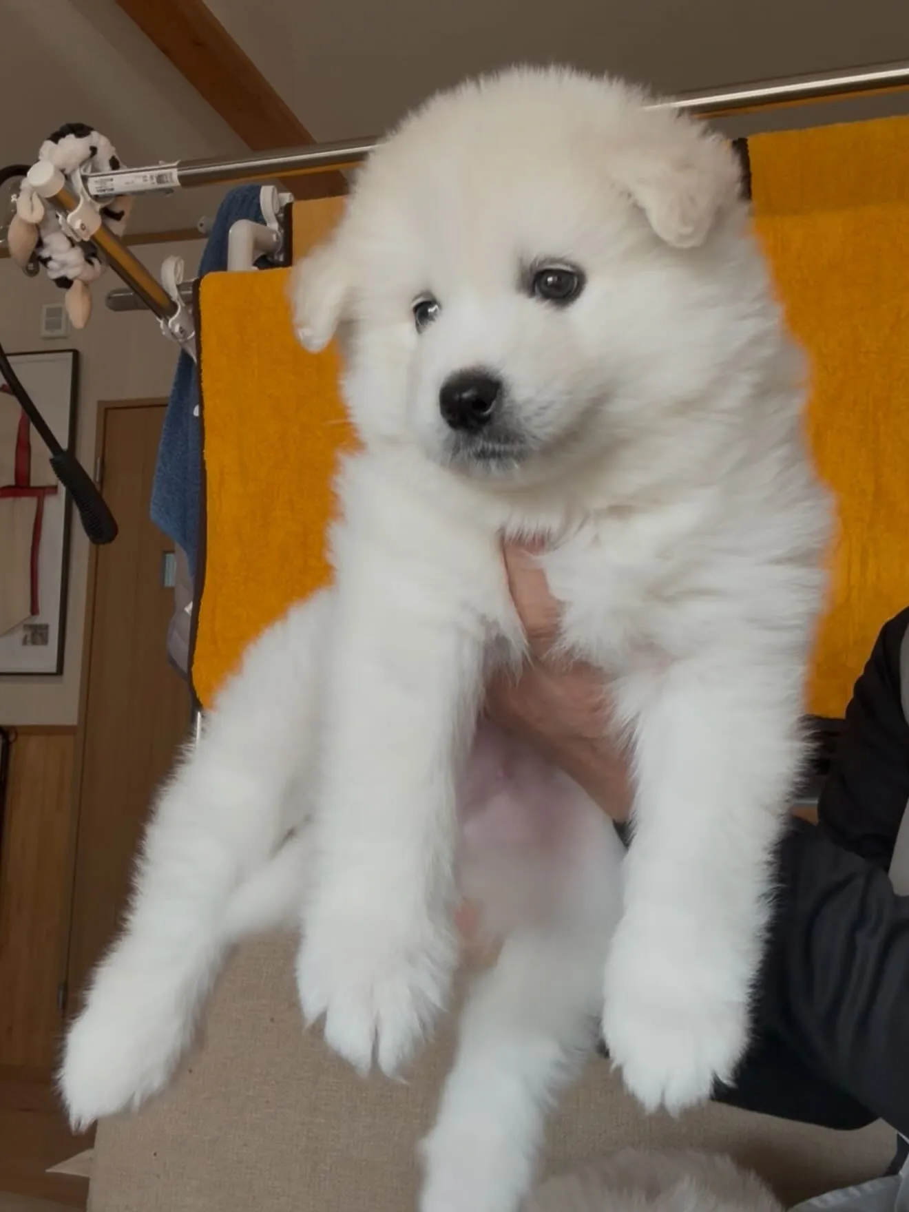 毛量、毛質、お顔立ち、凄いサモエドさんです😌🐶