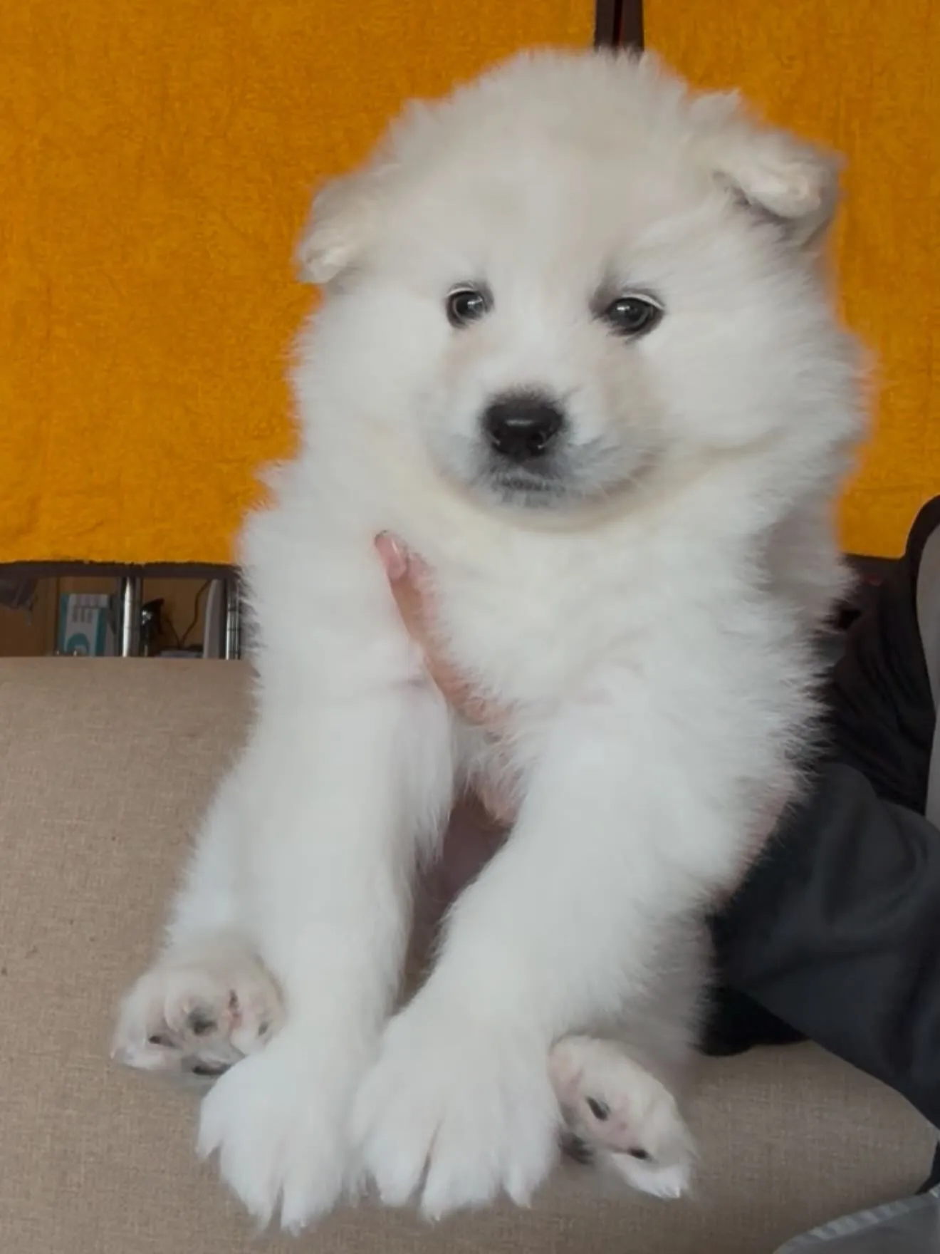 毛量、毛質、お顔立ち、凄いサモエドさんです😌🐶