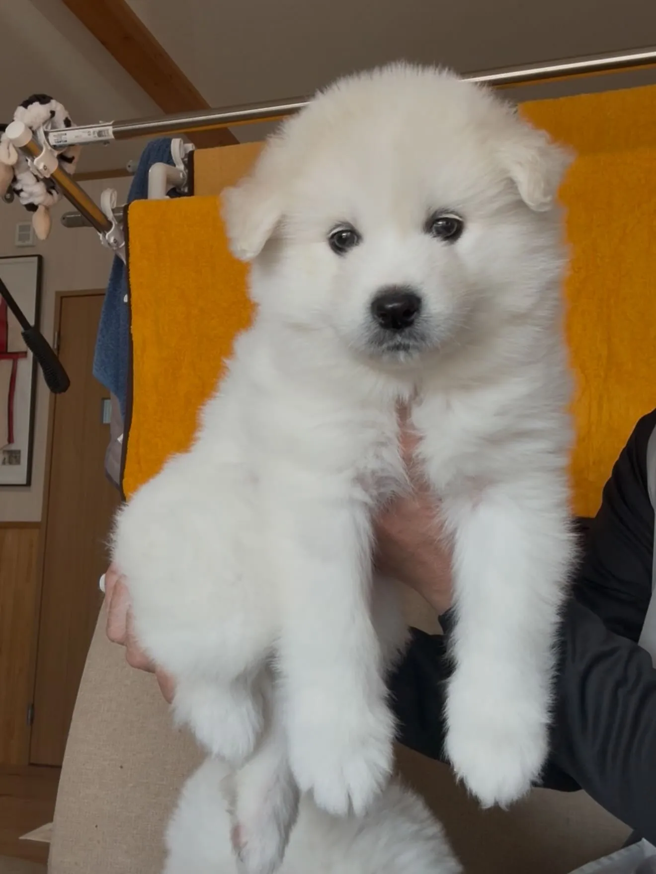 毛量、毛質、お顔立ち、凄いサモエドさんです😌🐶