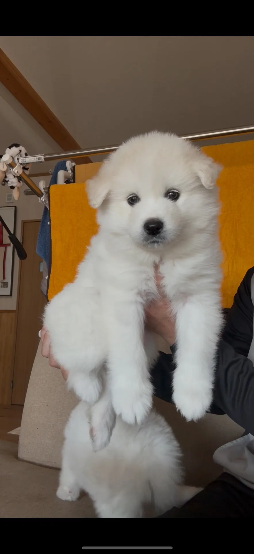 サモエド　女の子　39.8万円