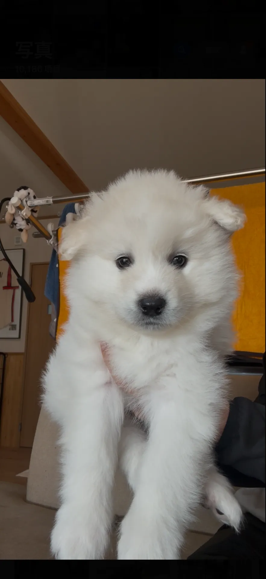 サモエド　女の子　39.8万円　